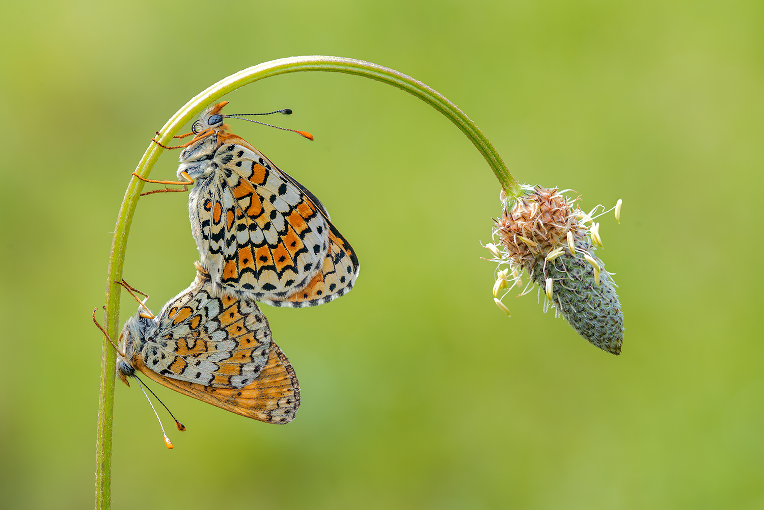Melitaea in love..