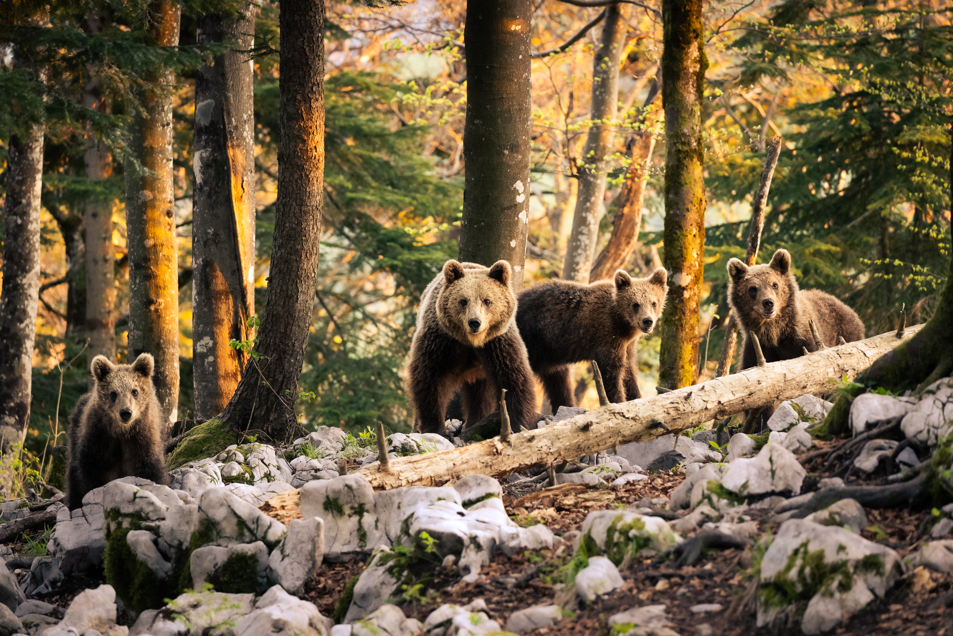 Ritratto di famiglia