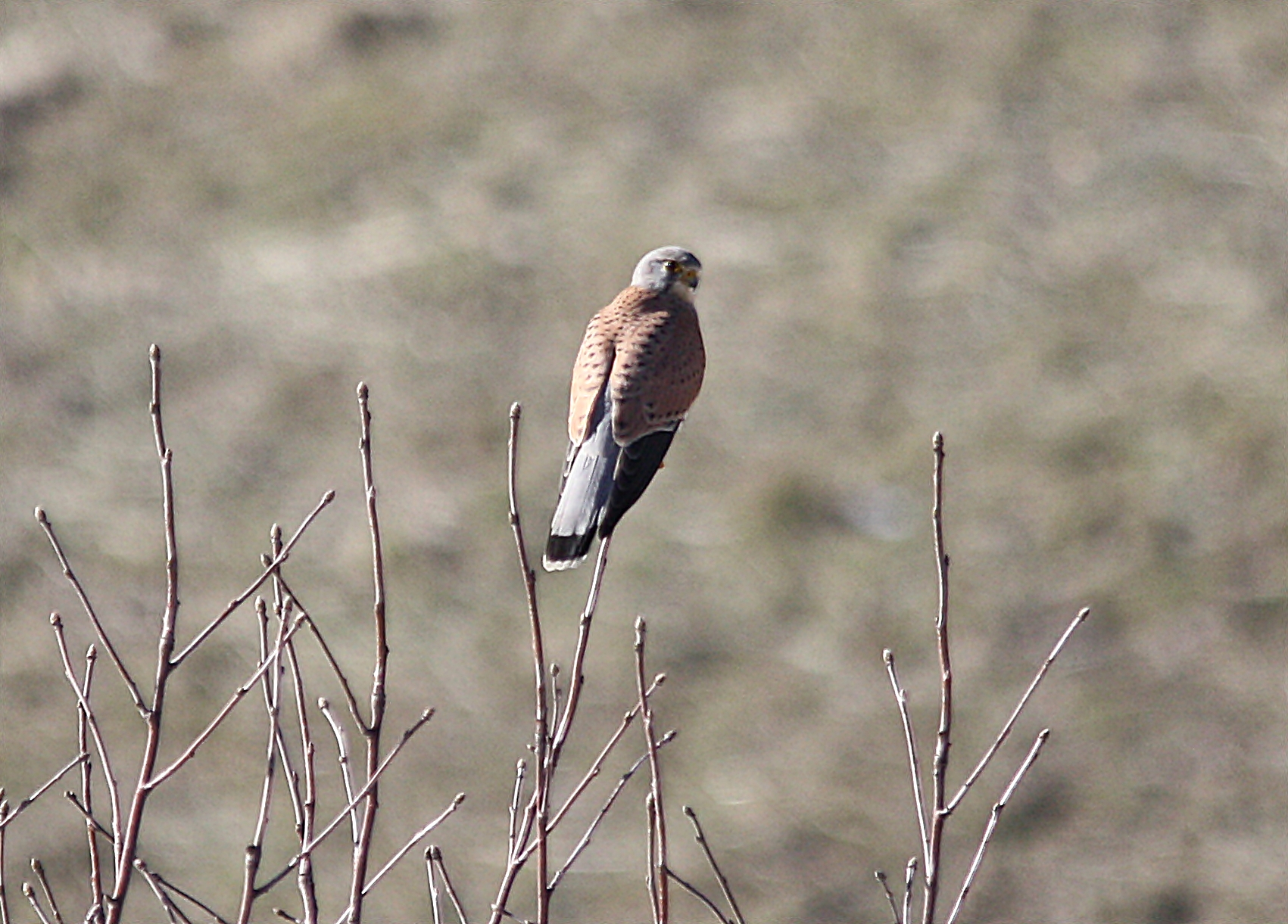 Kestrel