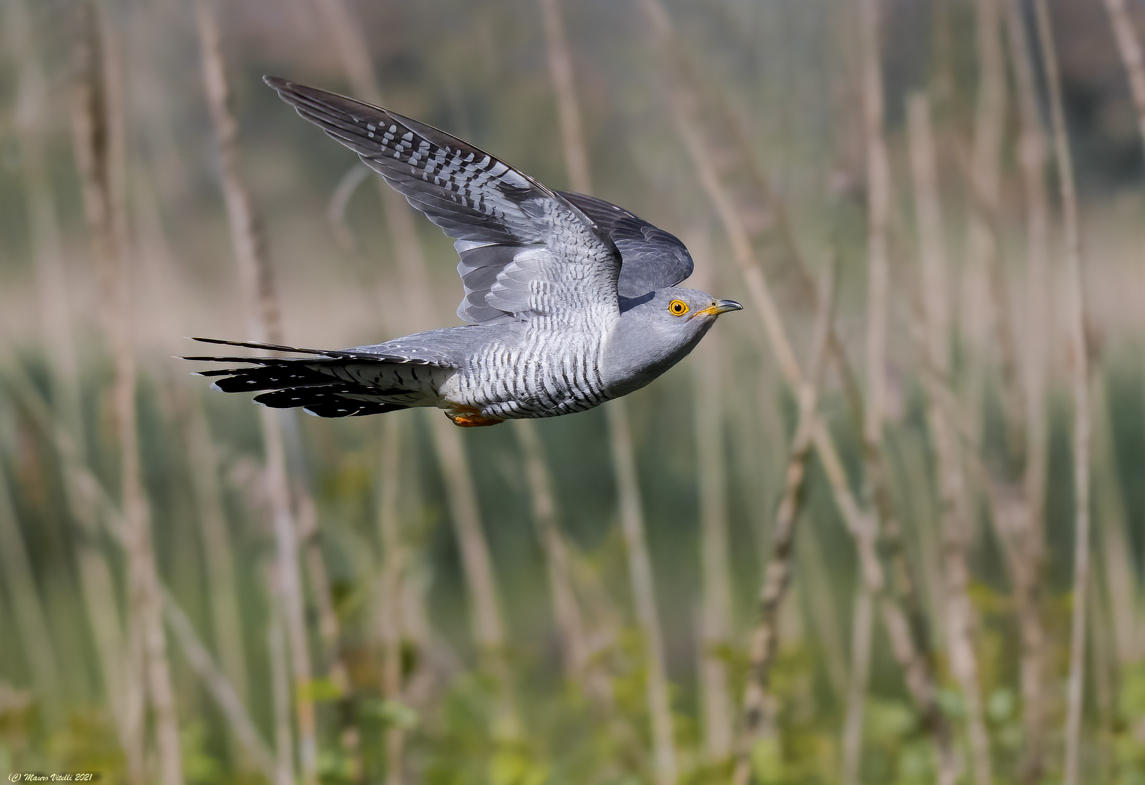 Cuculo (Cuculus canorus)
