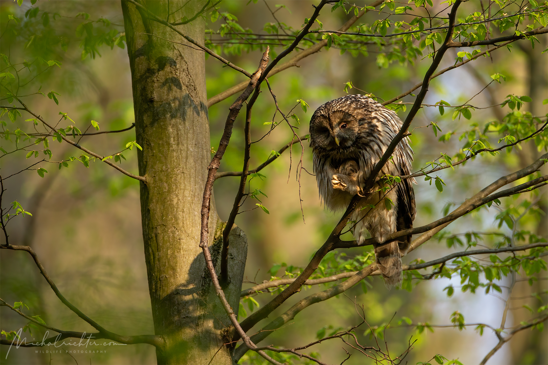 Strix uralensis (gufo urale)