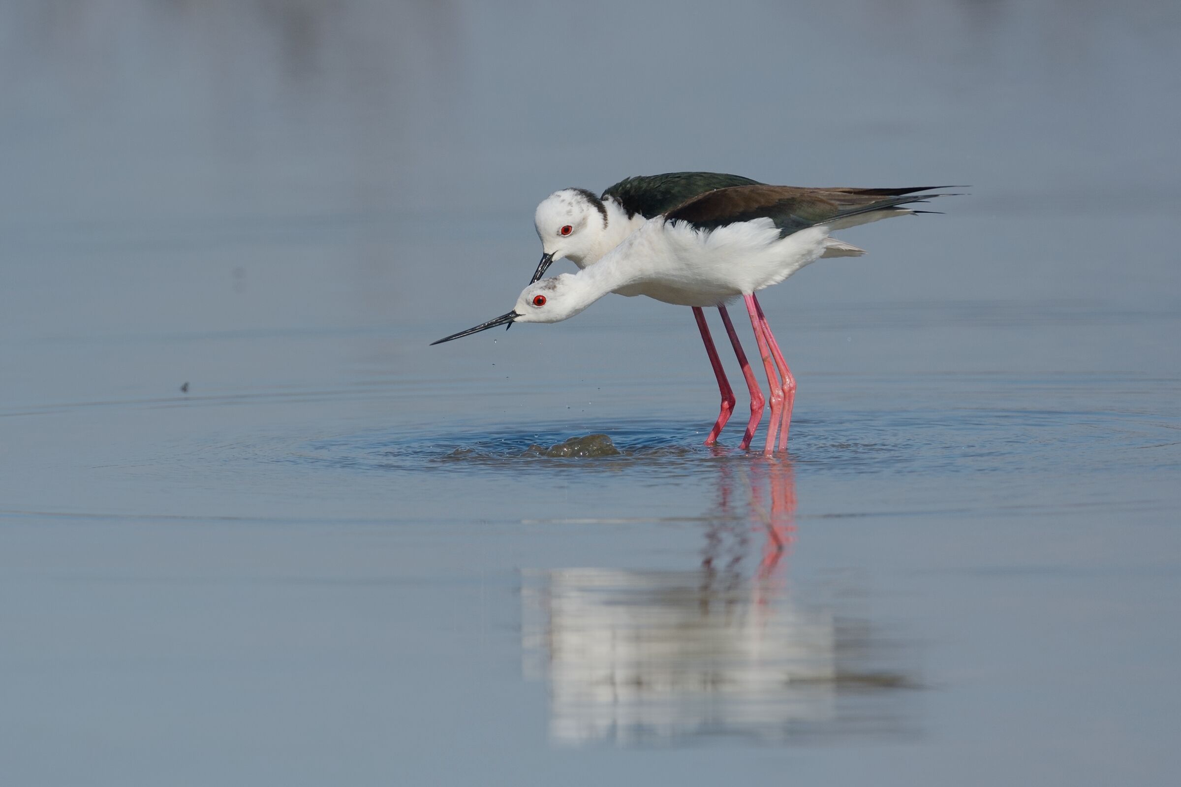 Cavalieri d'Italia(Himantopus himantopus)e l'azzurro