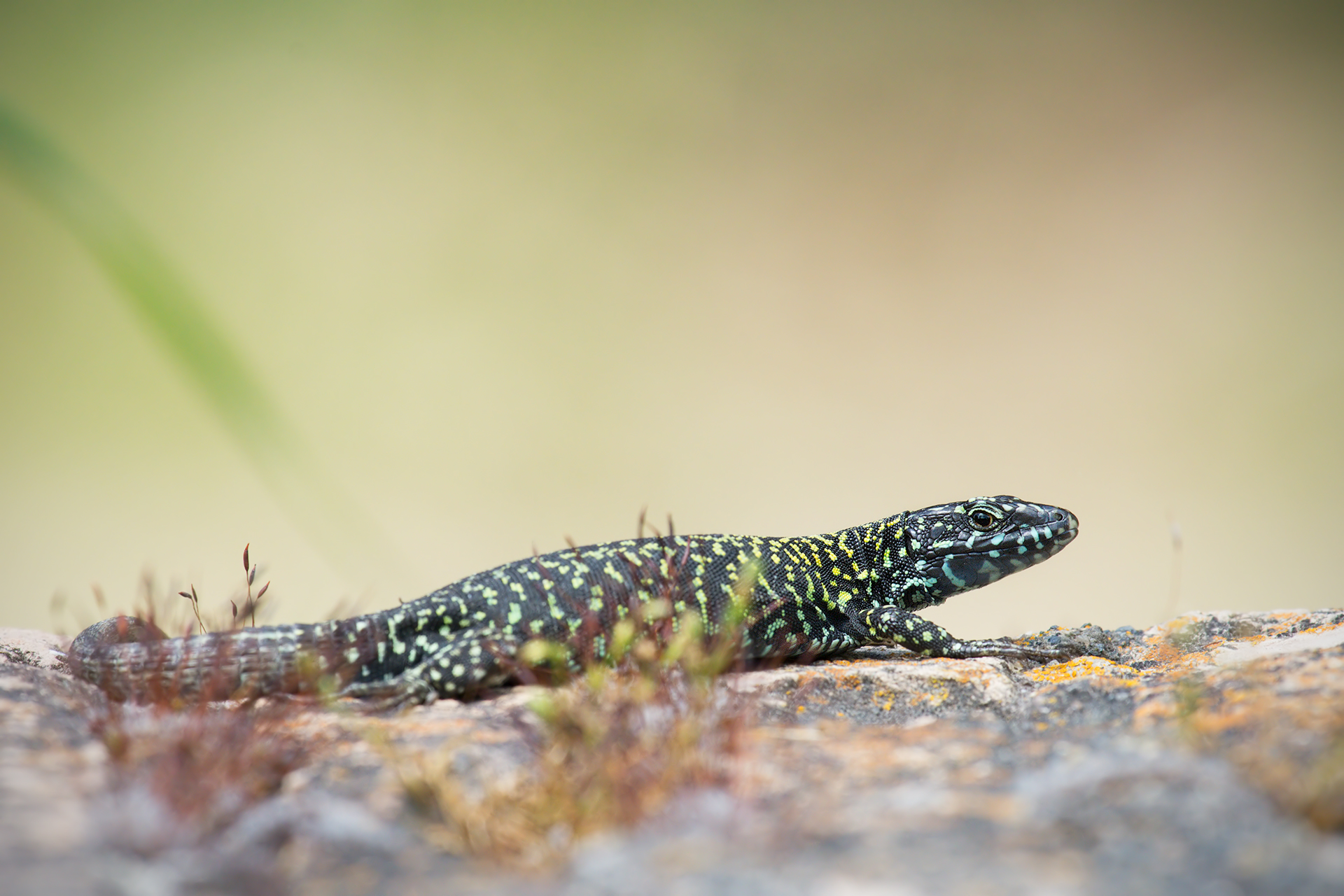 Lucertola (Podarcis muralis)