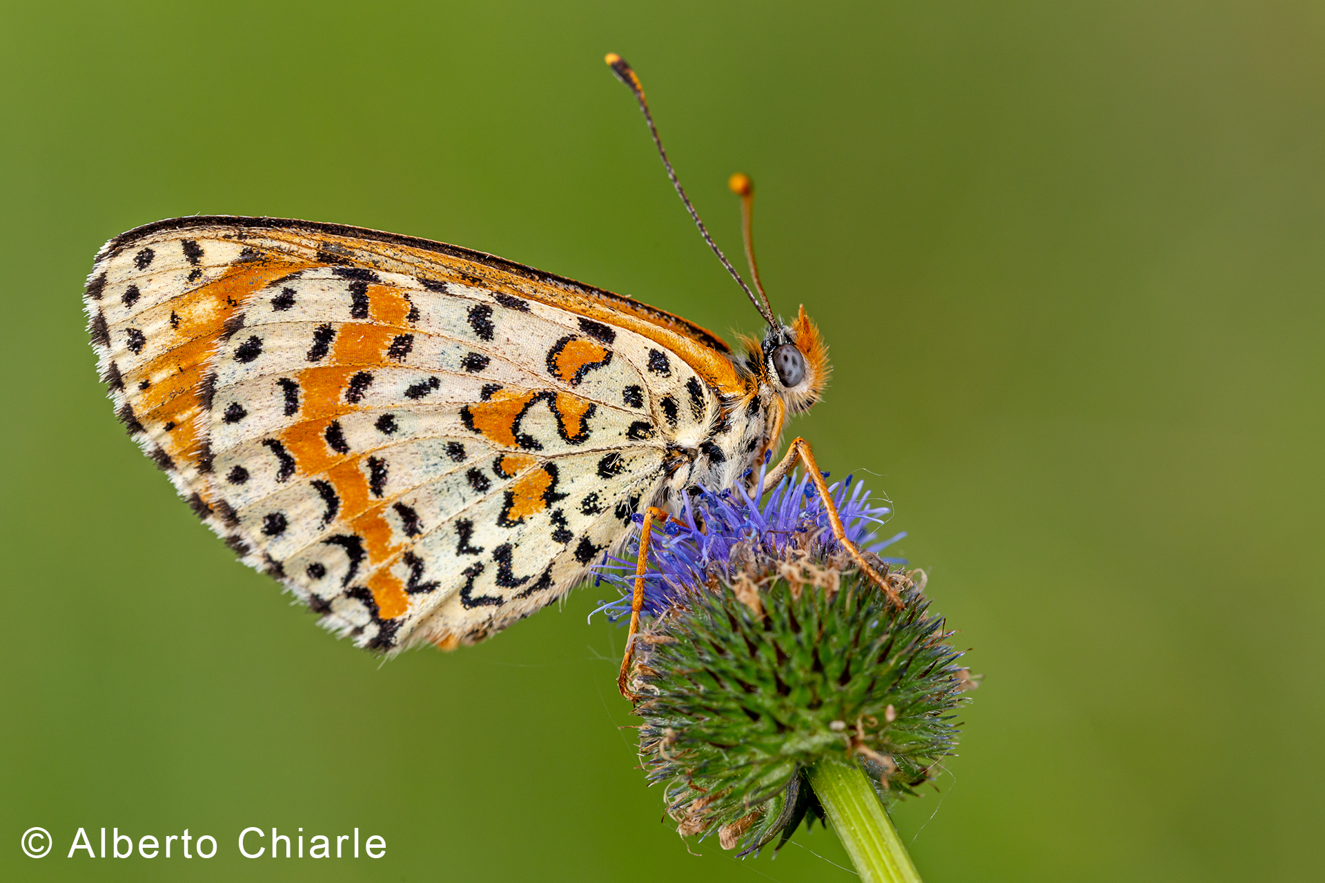 Didyma's melitaea