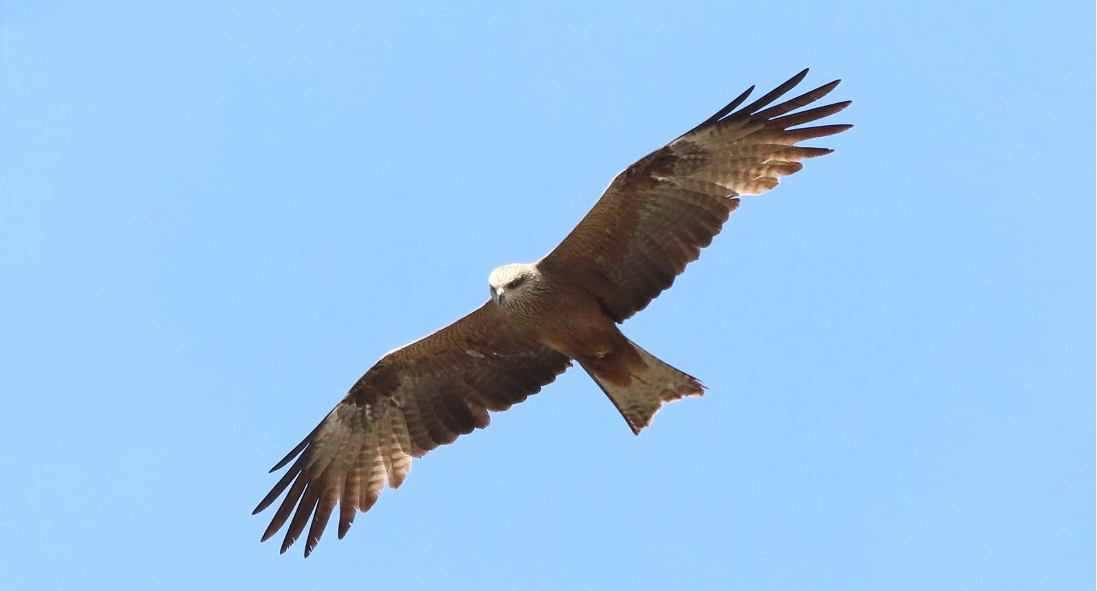 red kite