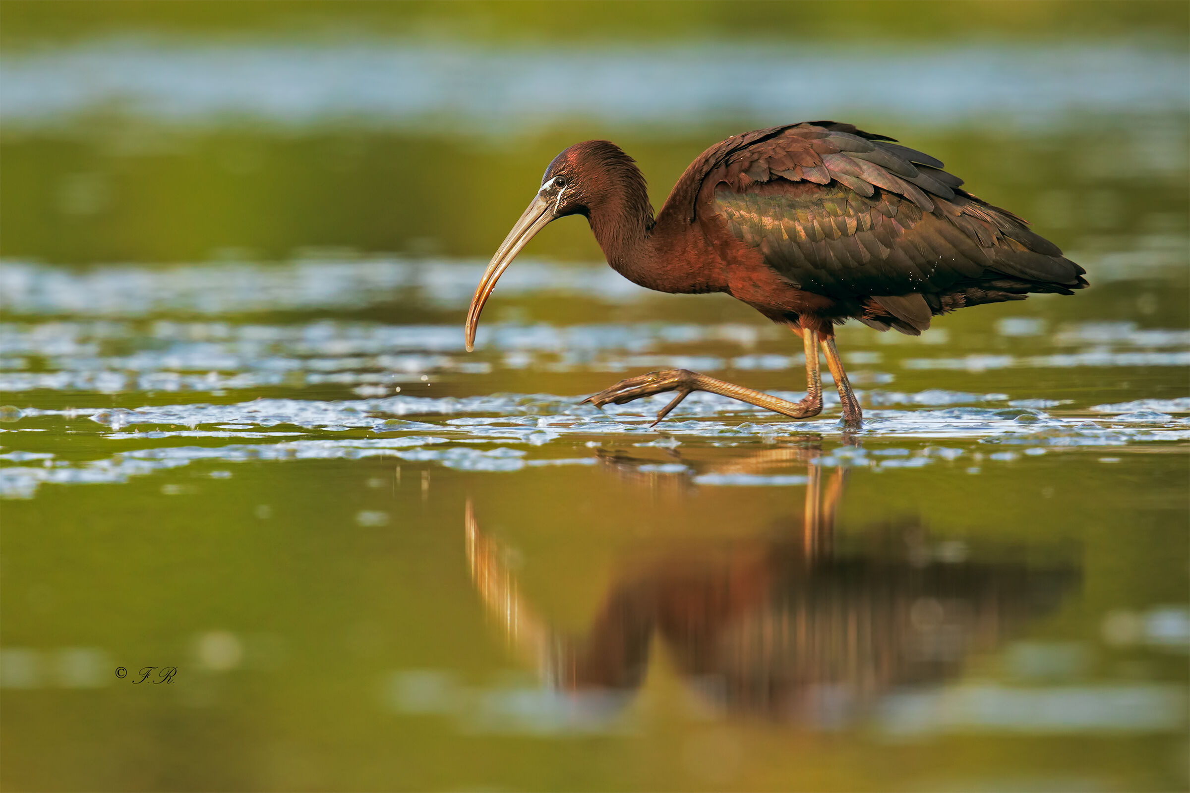 glossy ibis