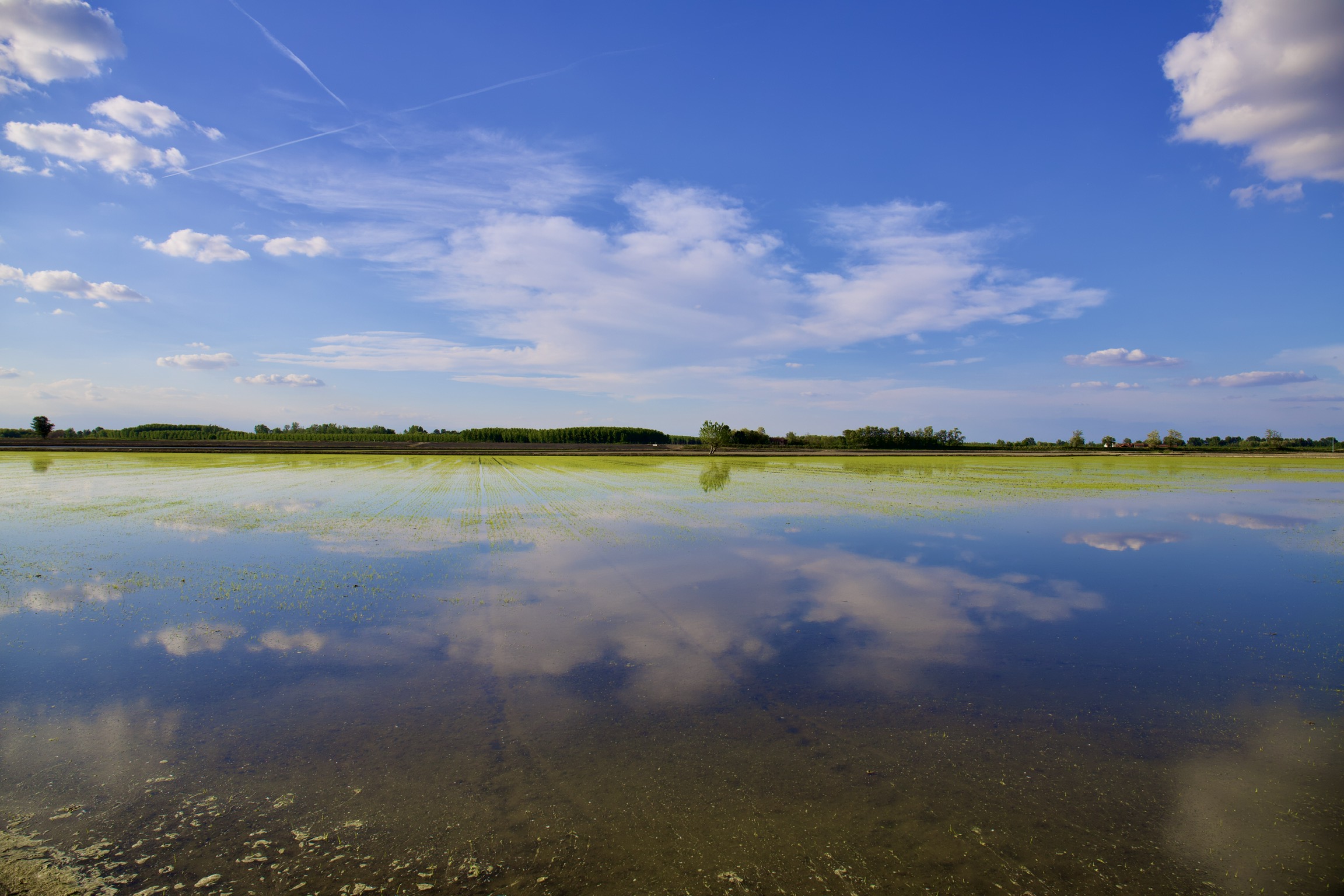 Il germogliare del riso crodo