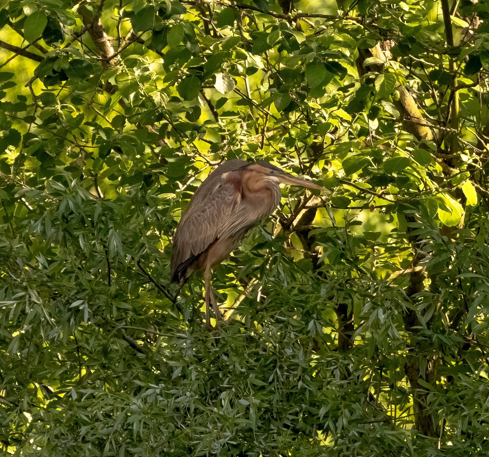 Red Heron in stop Oasis Lipu 12/05/2021