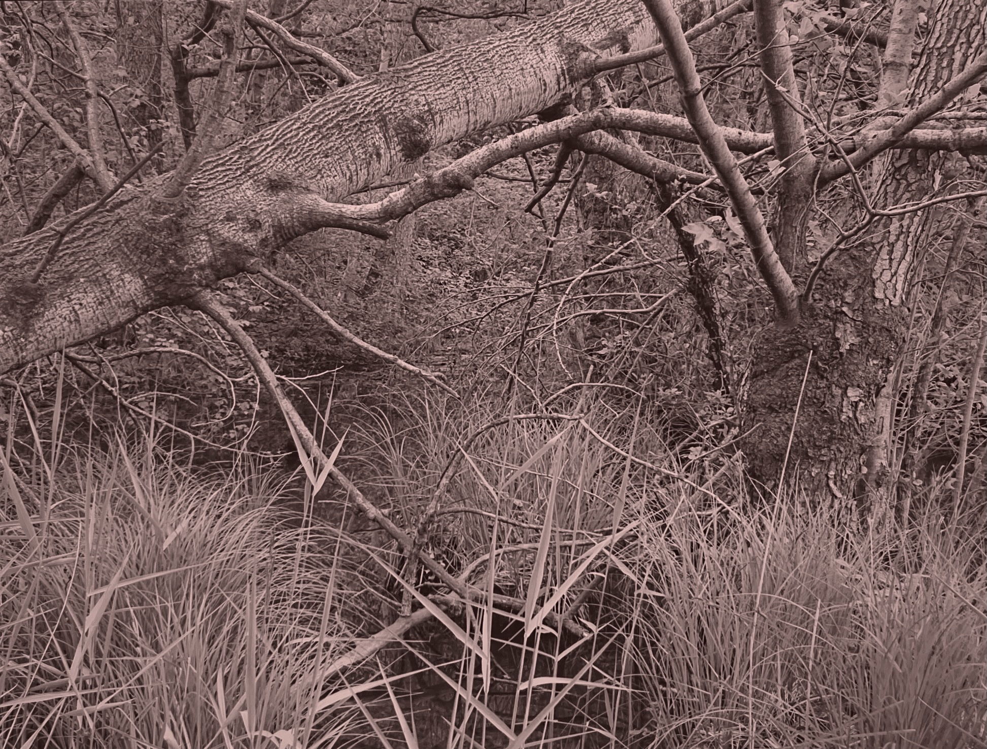 Un bel pezzo di natura