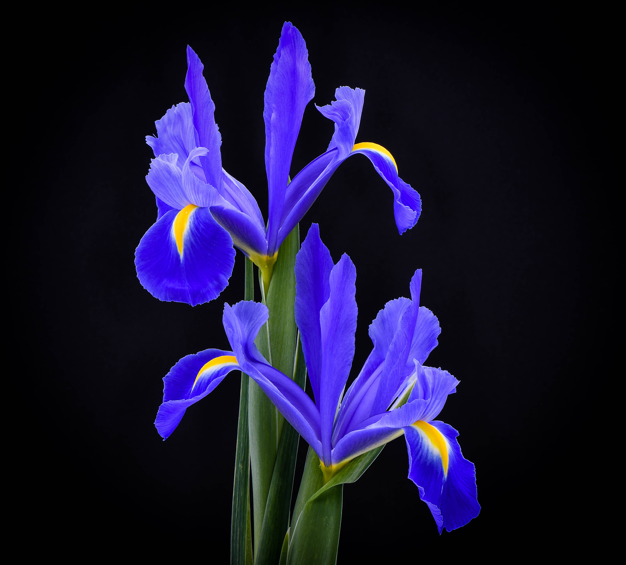 iris.