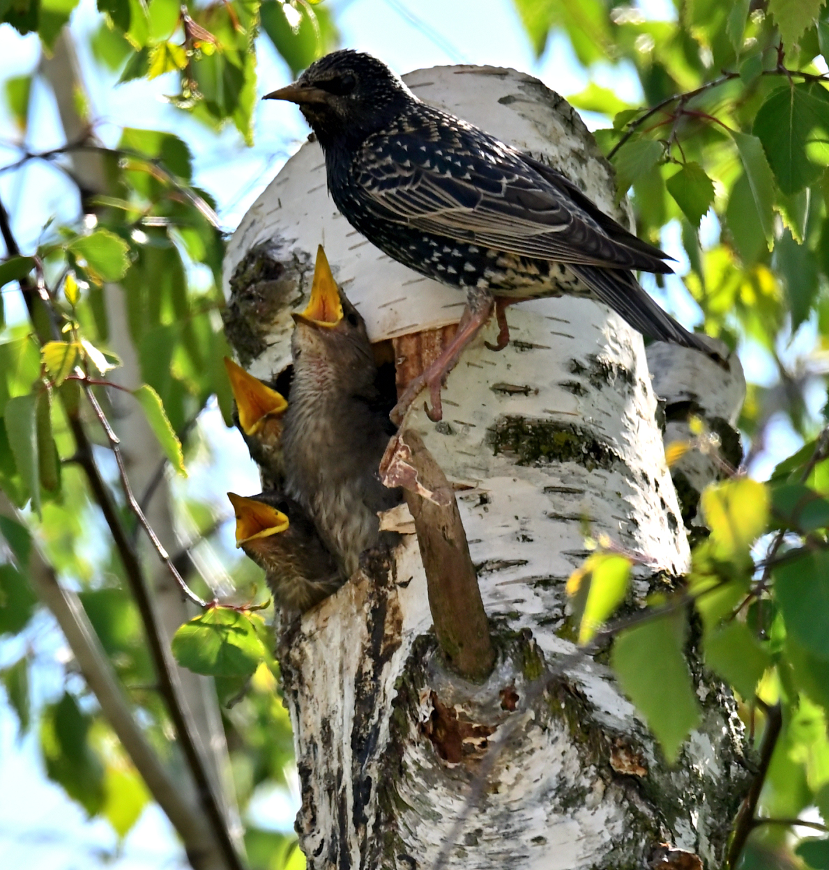 family of starlings