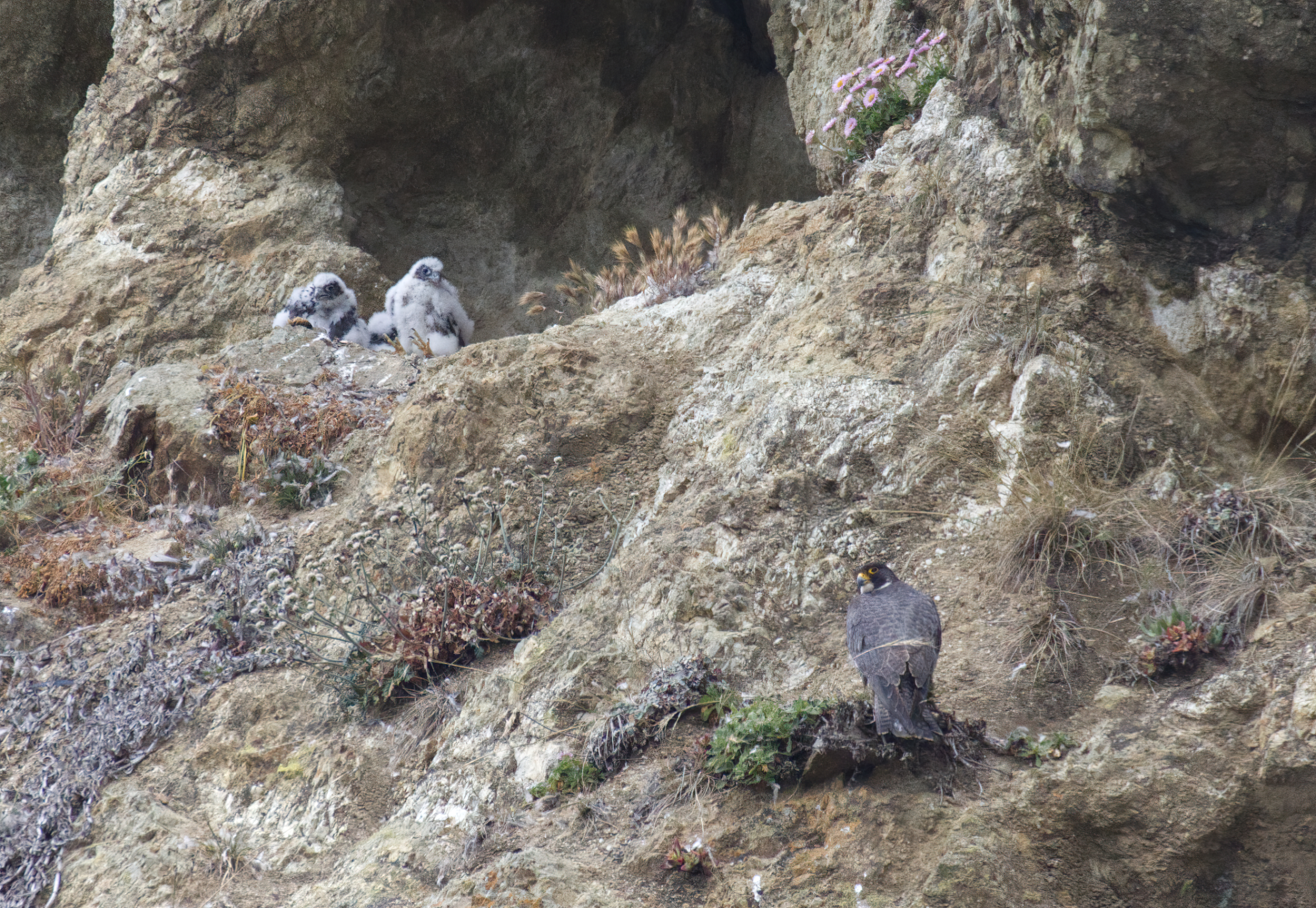 Falco pellegrino mamma e pulcini