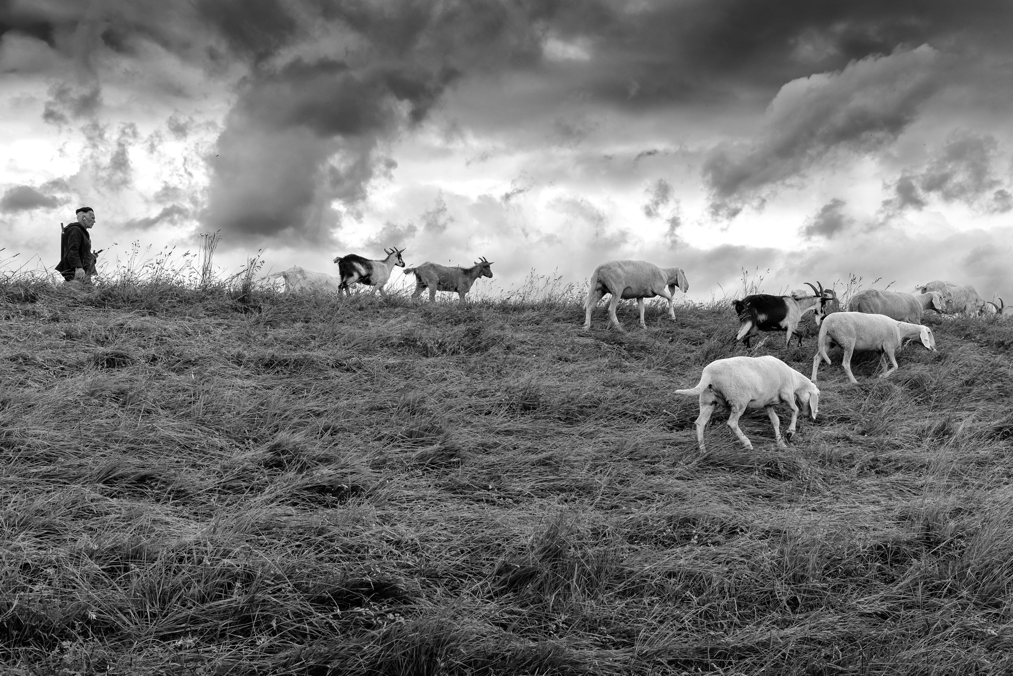 Transhumance on brenta