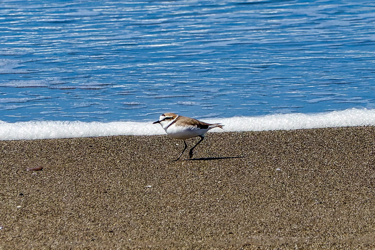 Fratino on the marina beach of Donoratico