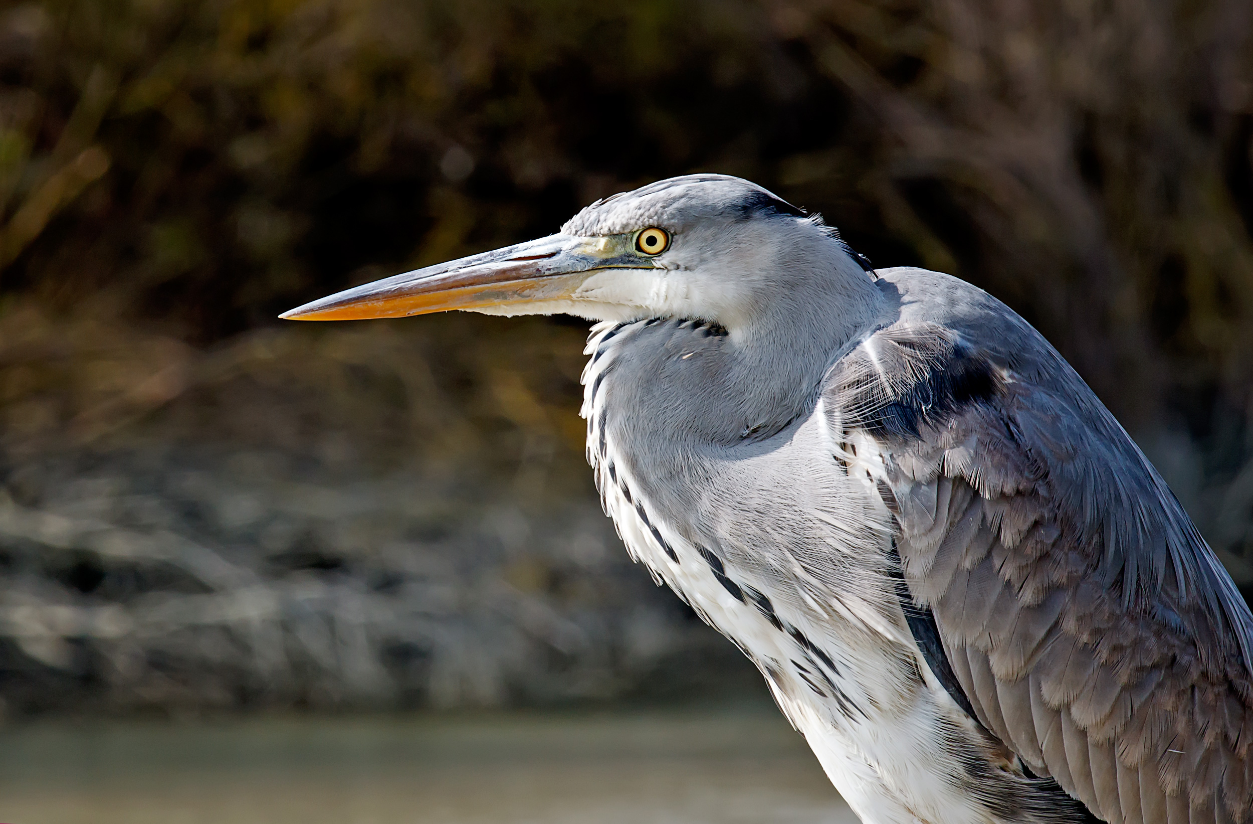 Airone in primo piano