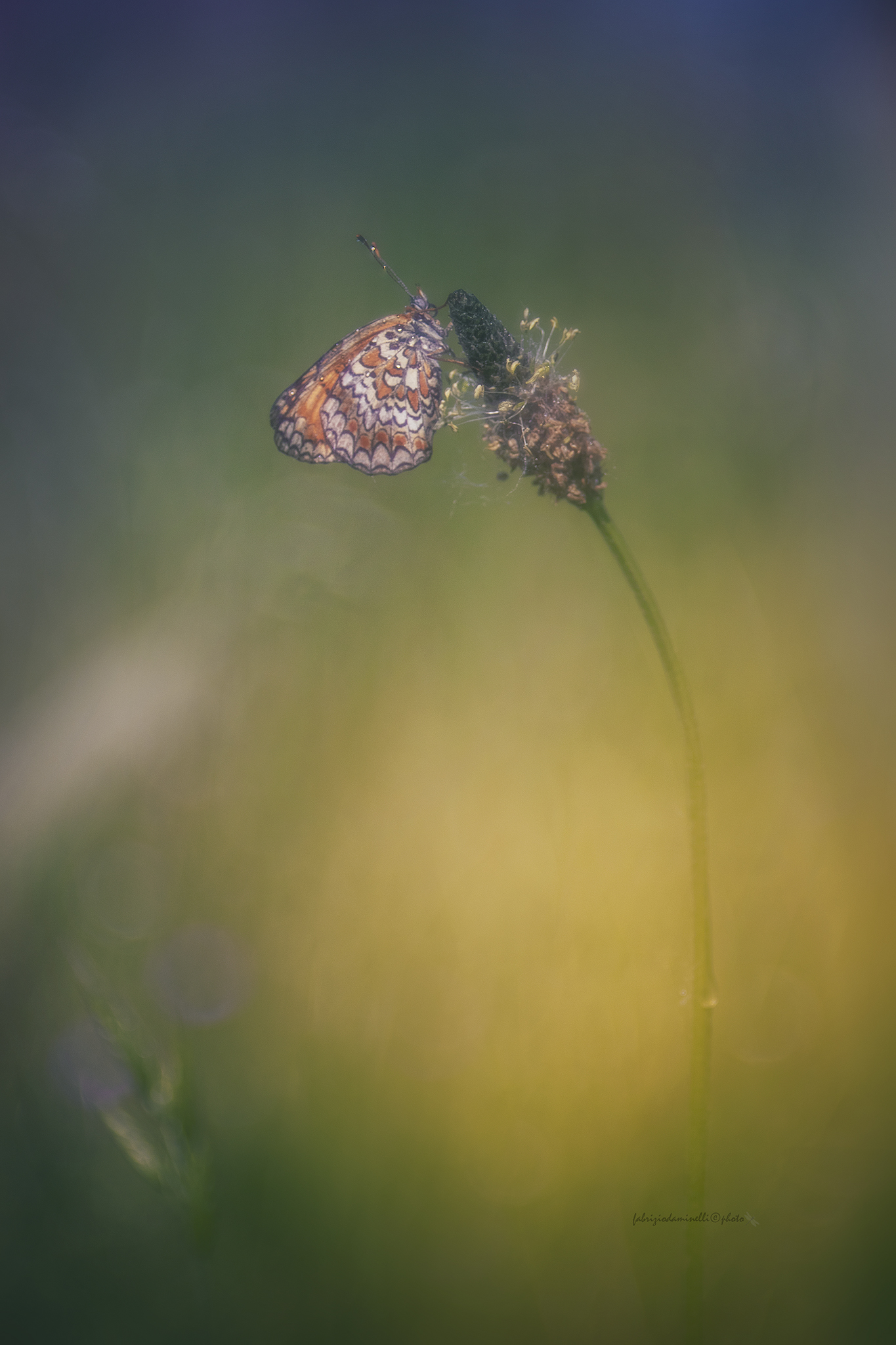 Melitaea phoebe
