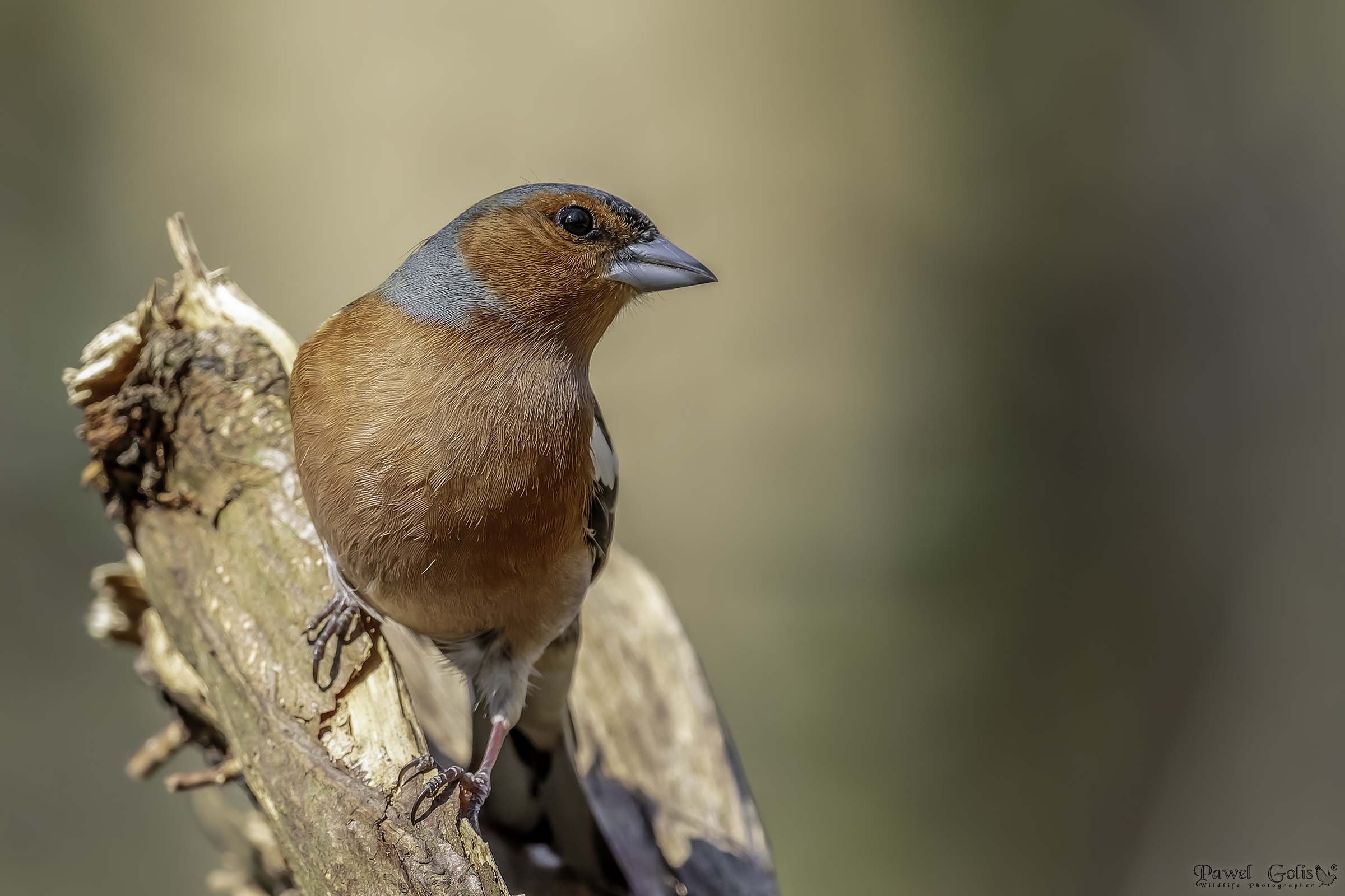 Chaffinch comune (Fringilla coelebs)