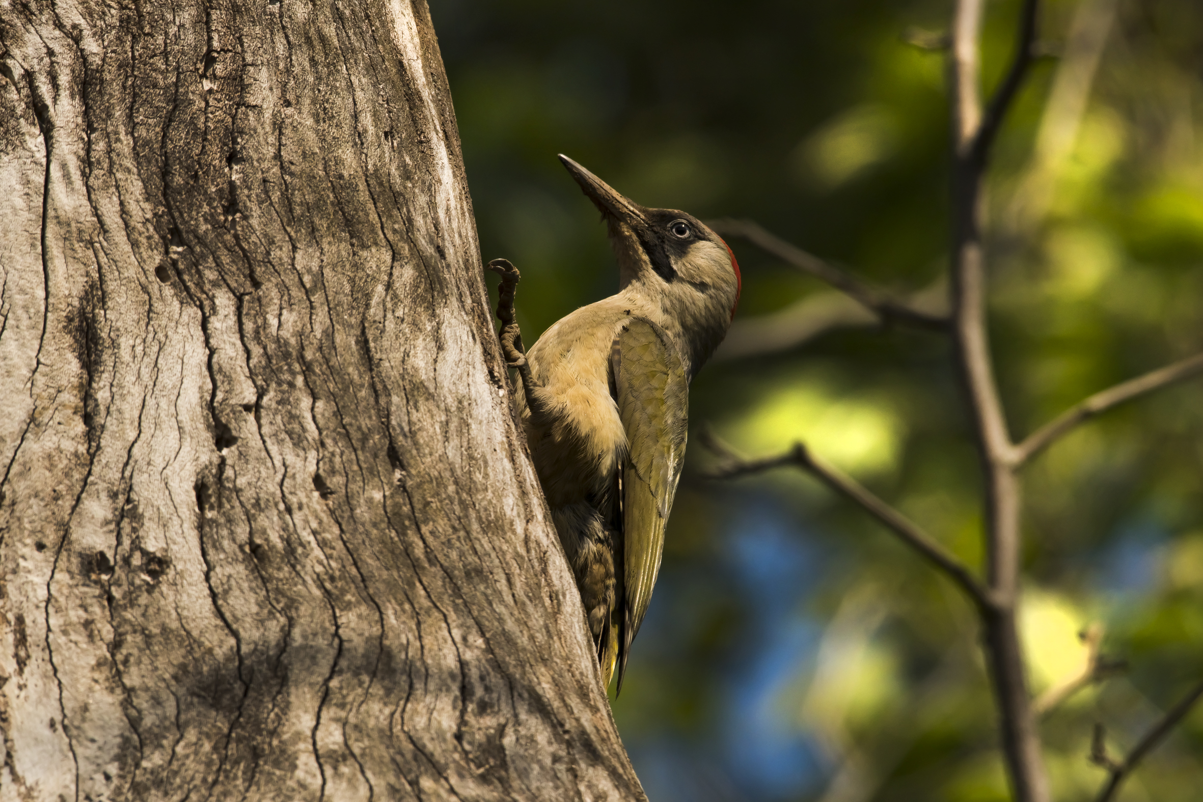 female green woodpecker