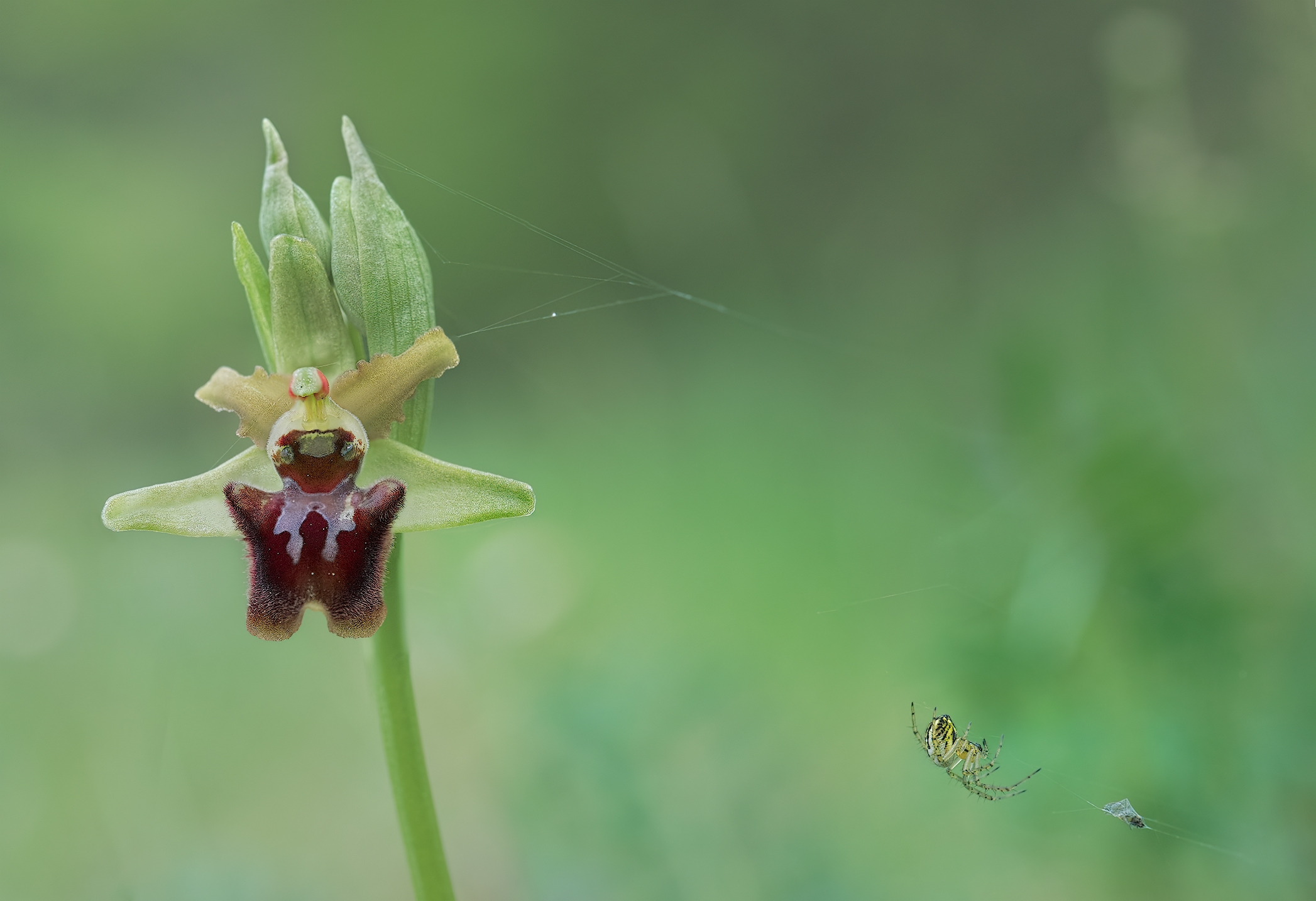 orchid