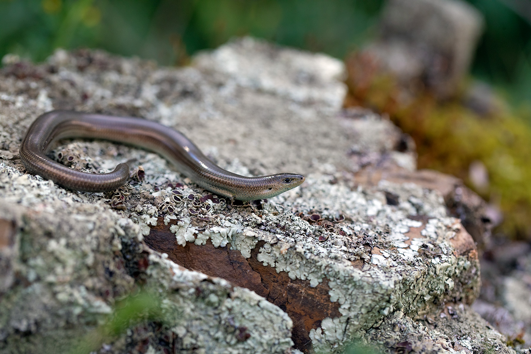 Luscengola - Luscengola