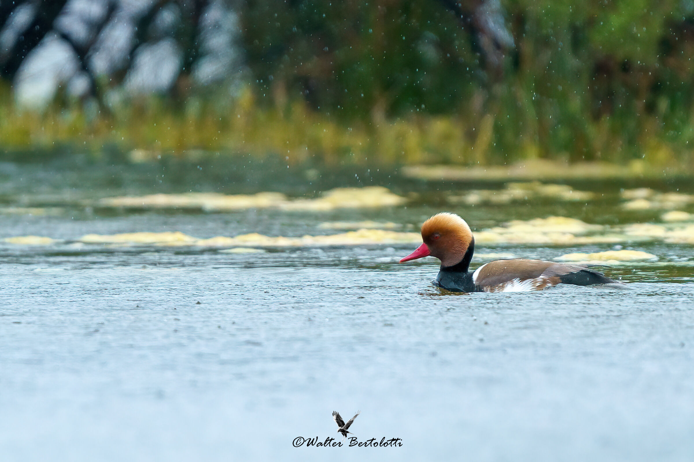 fistione nella pioggia