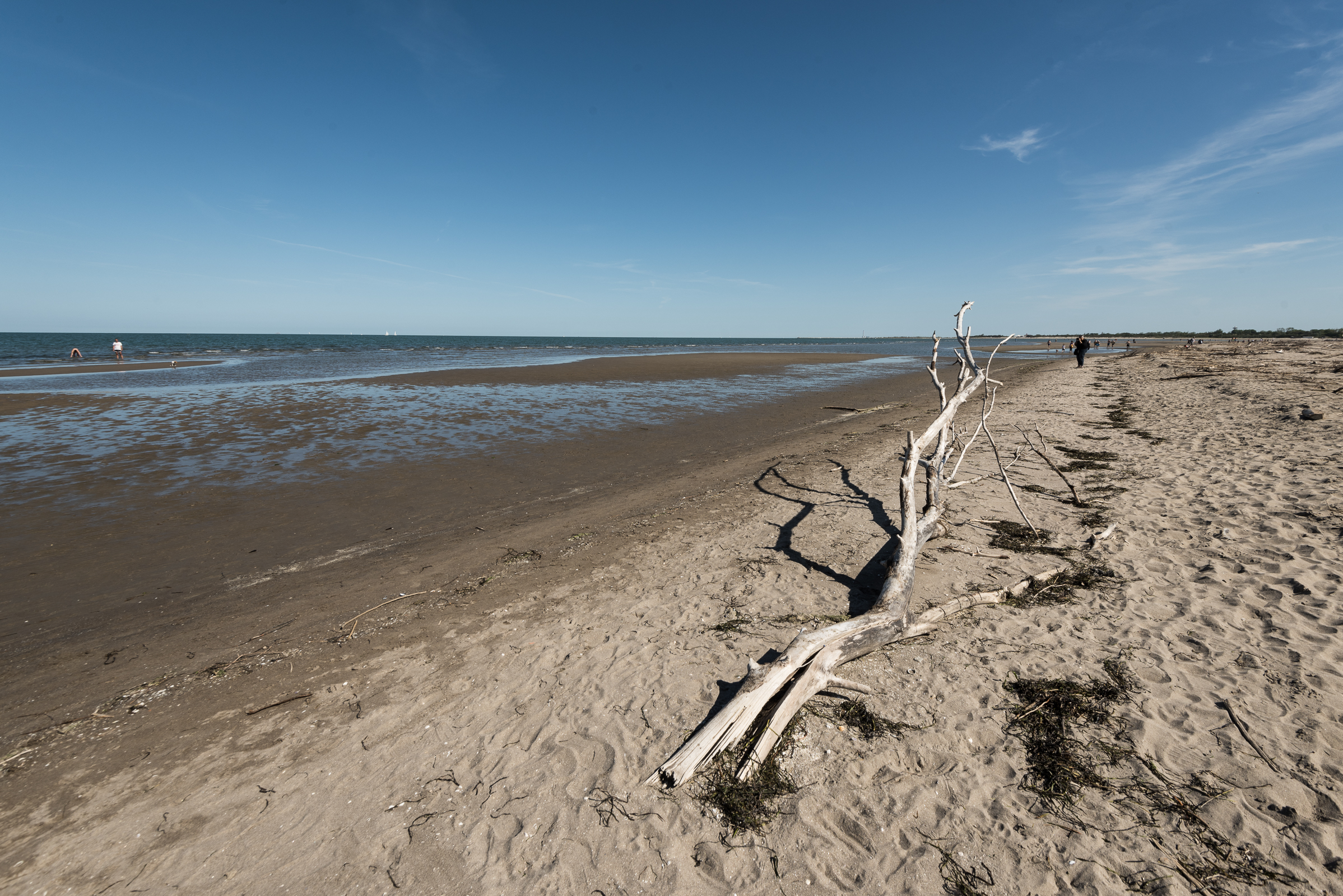 Rosolina still out of season