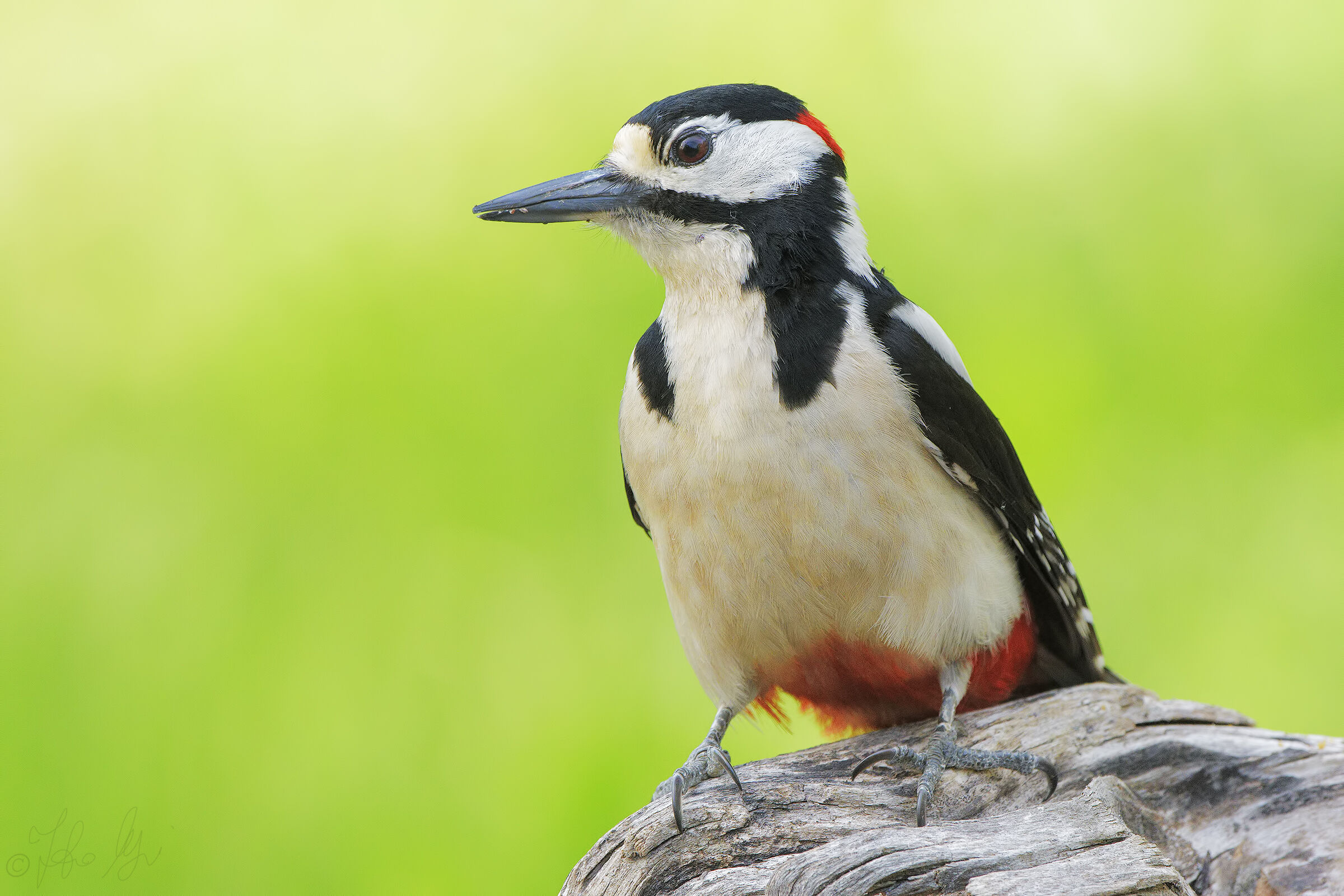 Picchio rosso maggiore