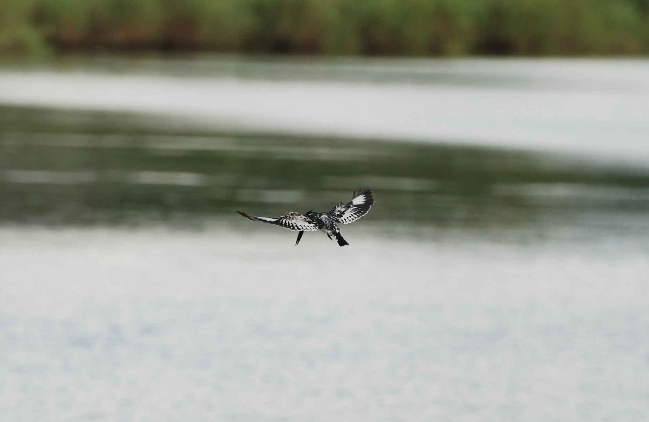 Pied Kingfisher / Halcyon senegalensis