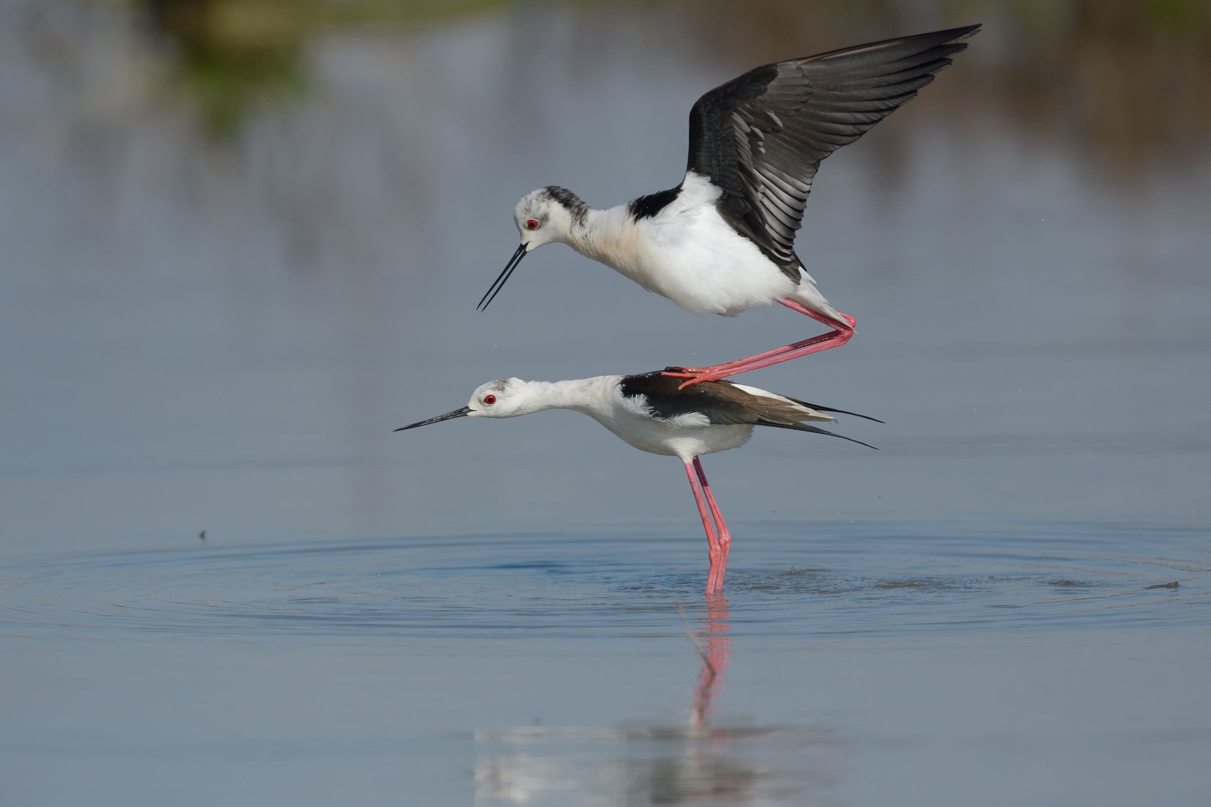 Cavaliere d'Italia (Himantopus himantopus)