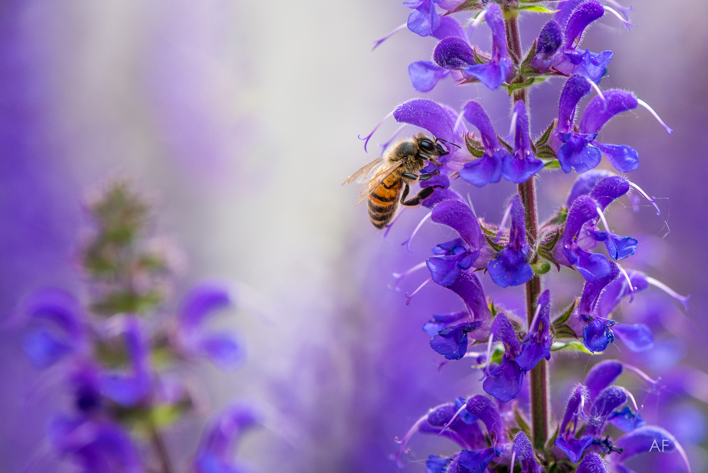 il risveglio della natura