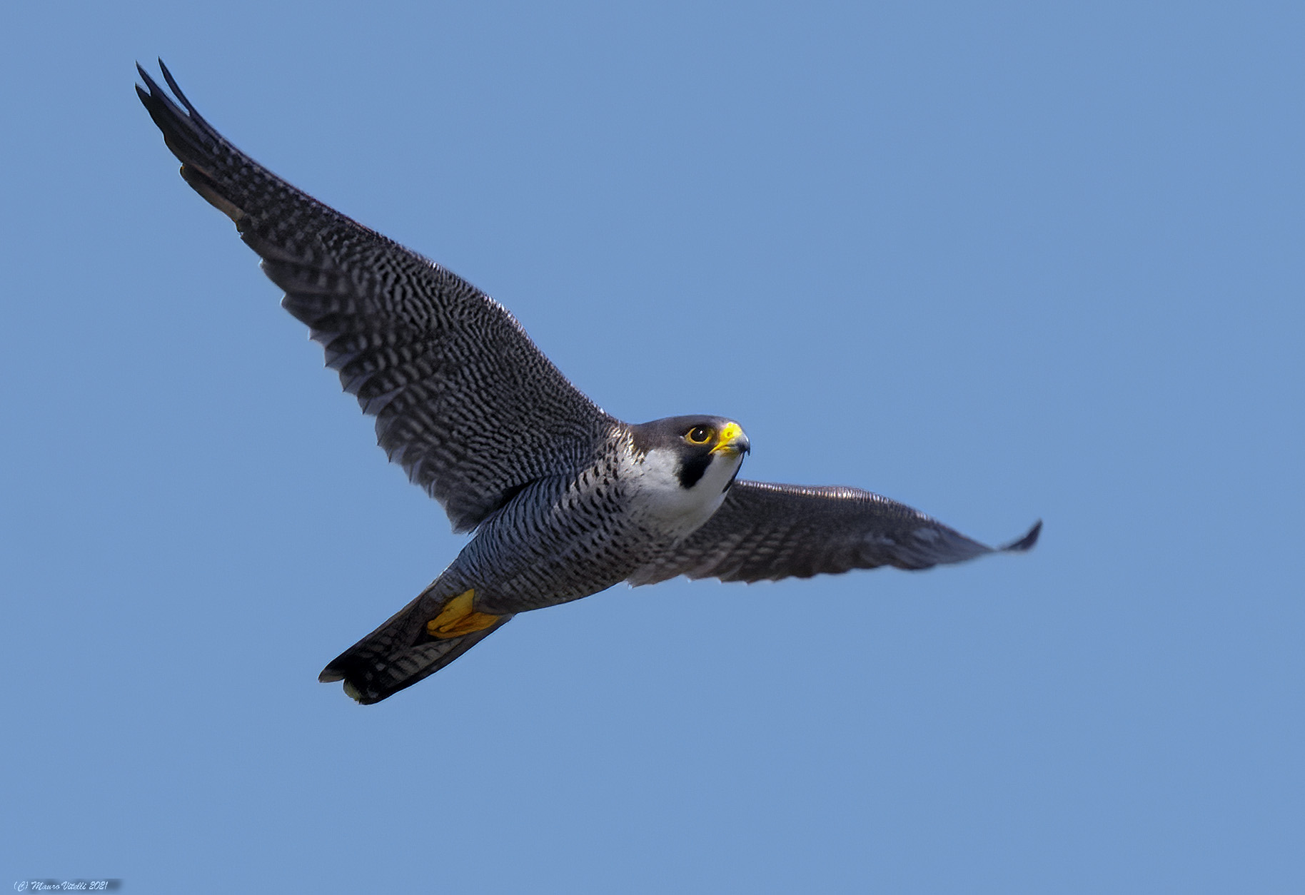 Falco Pellegrino (Falco peregrinus)