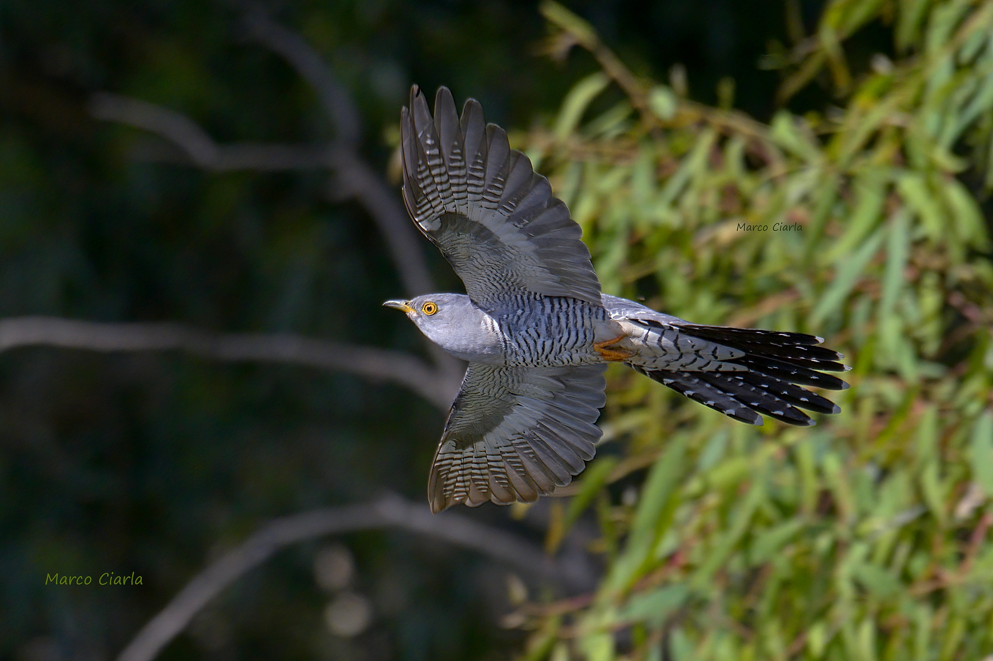 Cuckoo (Cuculus canorus)