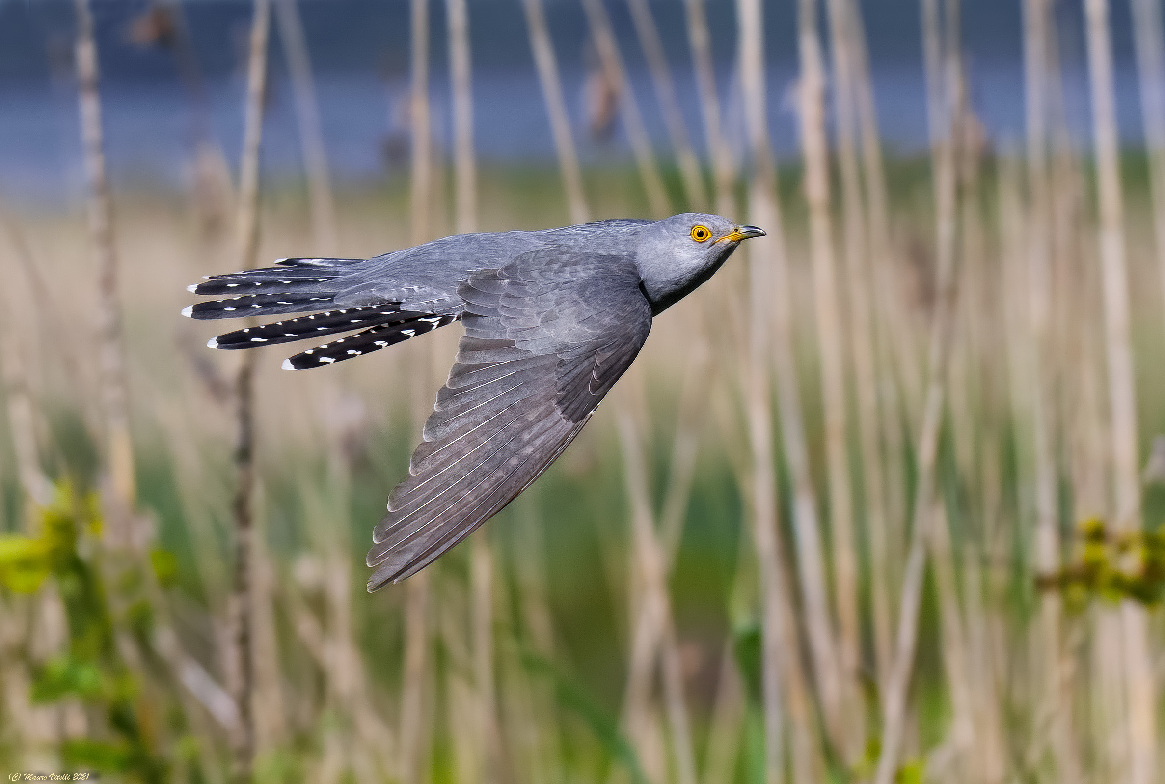 Cuculo (Cuculus canorus)
