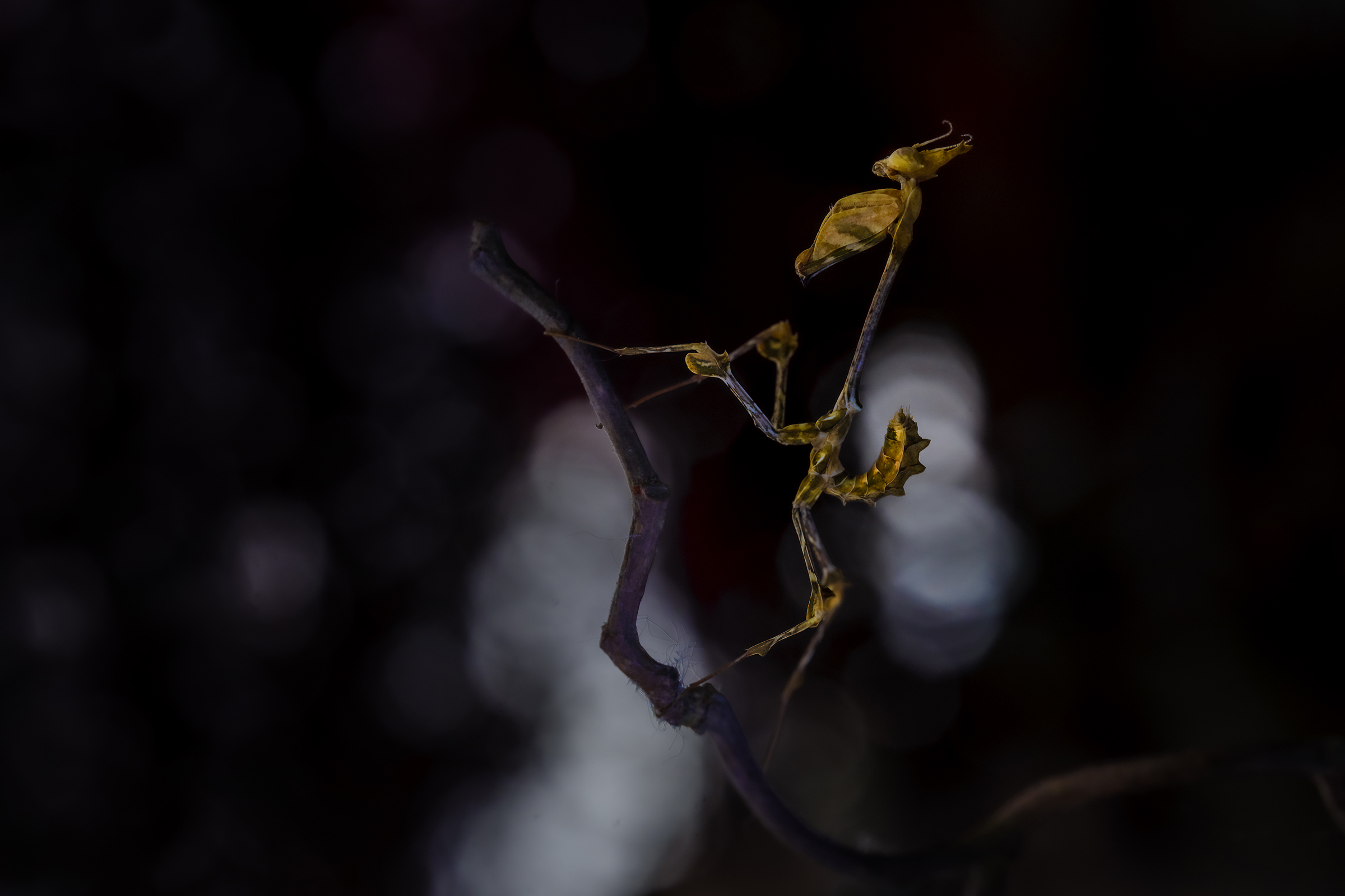 Gongylus gongylodes, violin mantis