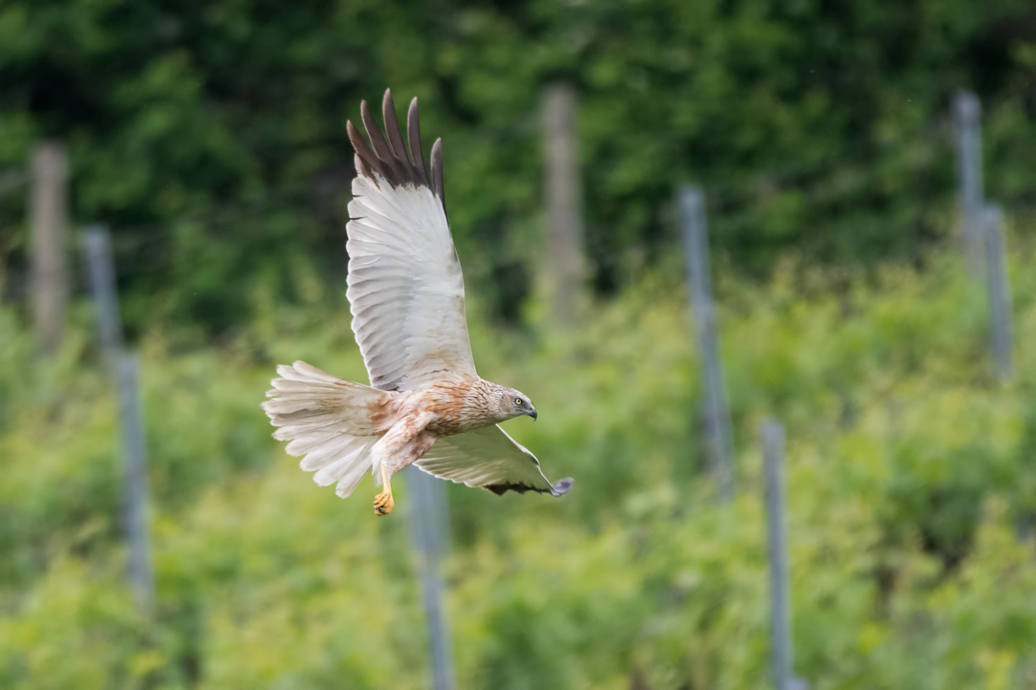 Falco di palude
