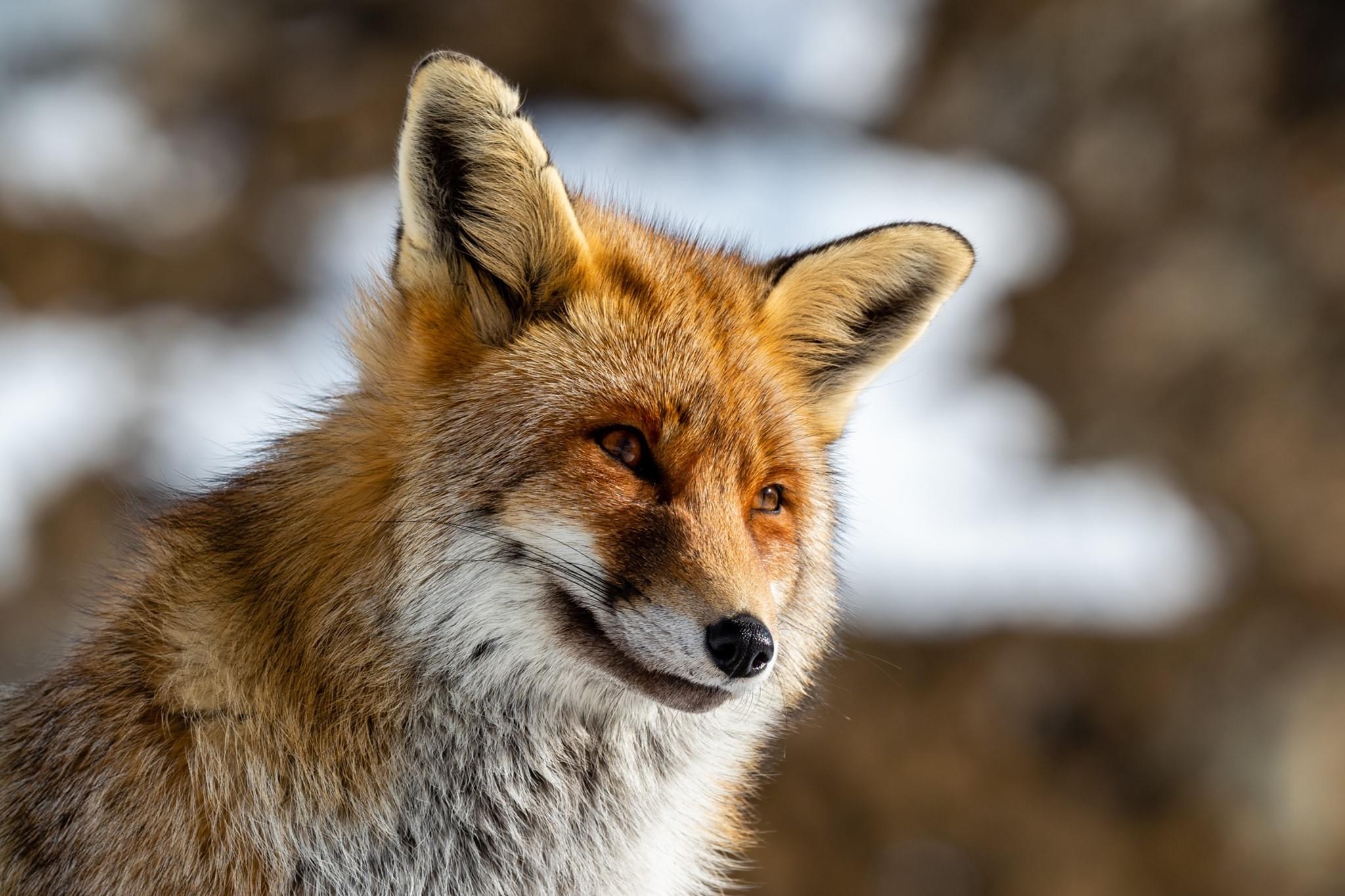Fox