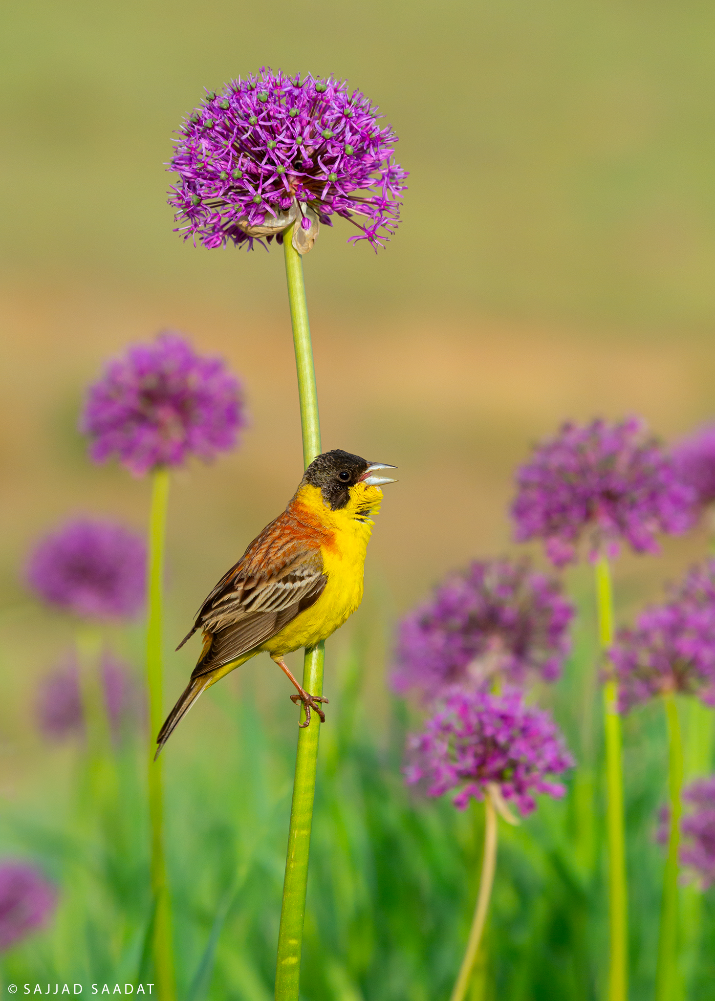 Black-headed bunting