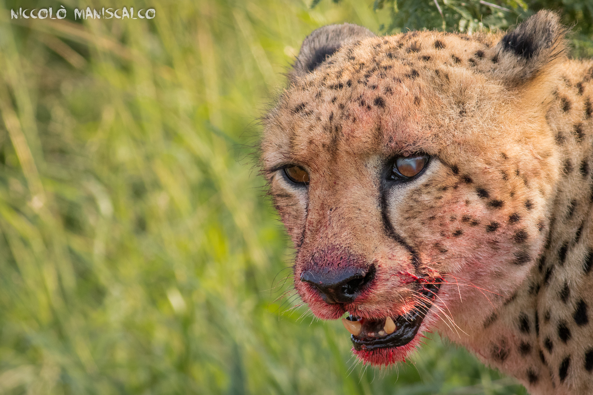 Bloody Mouth (Sudafrica)