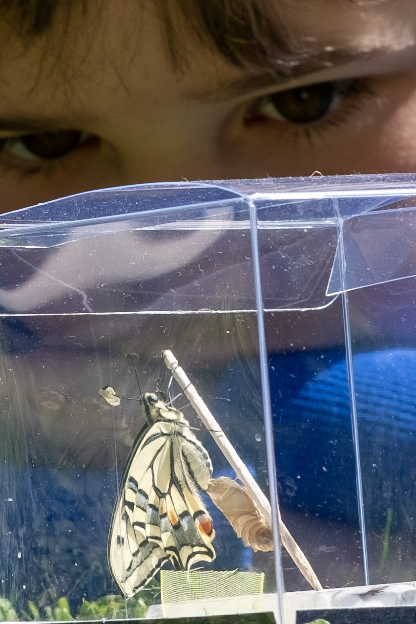 Fede e la sua Papilio Machaon