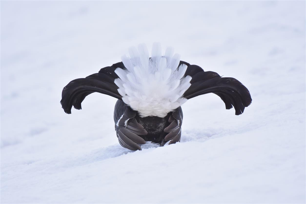 retrospettiva di un gallo forcello