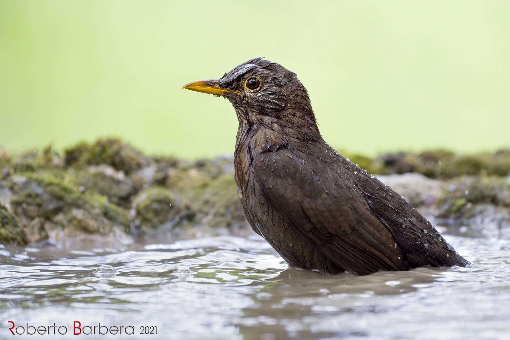 Female black black black