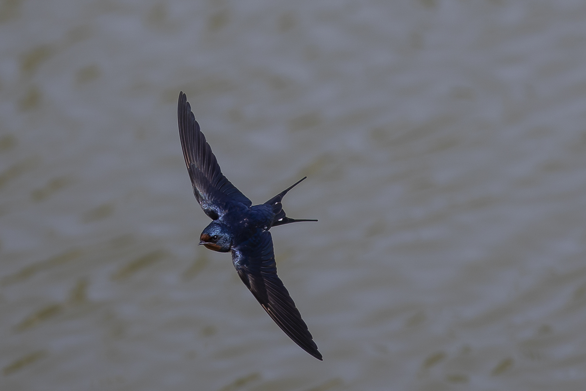 Volo di una Rondine