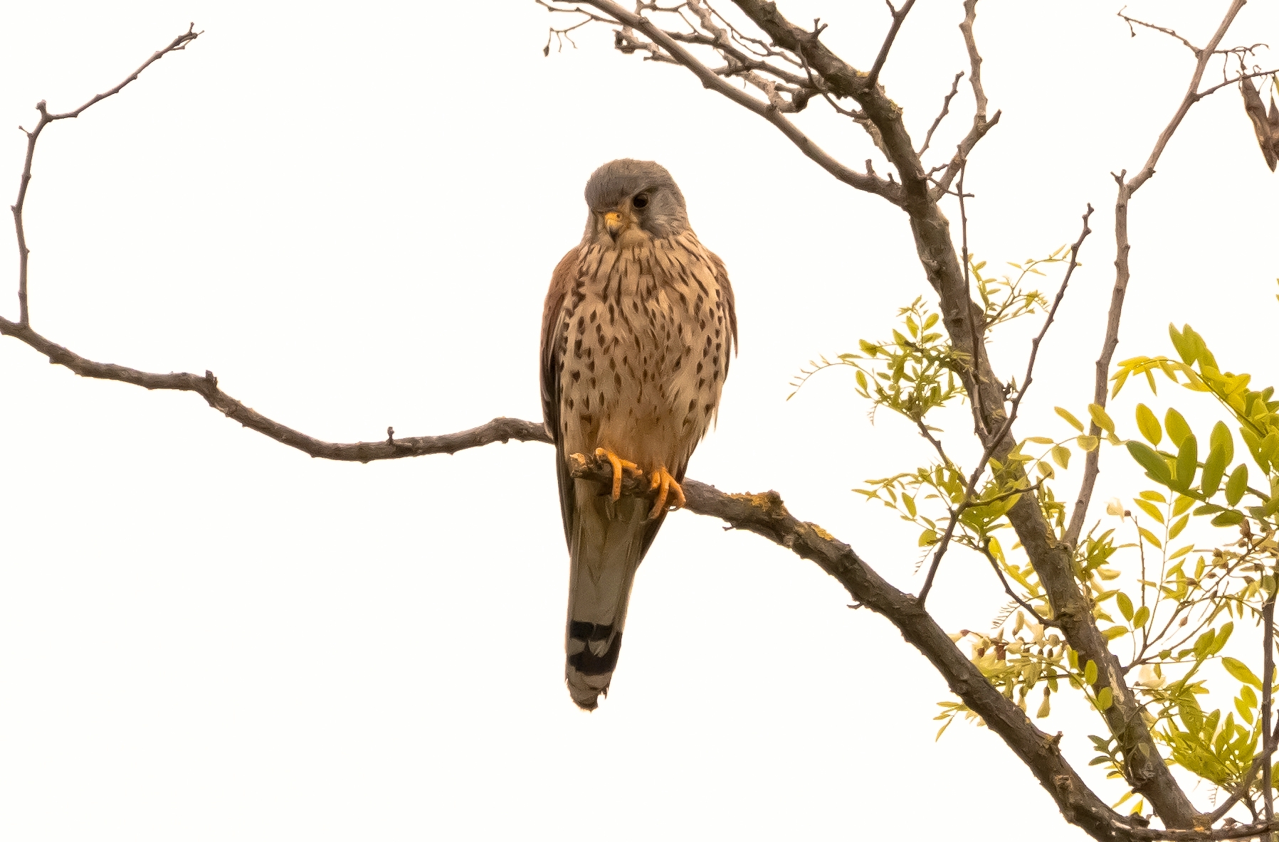 Cheetah on branch 15/05/2021