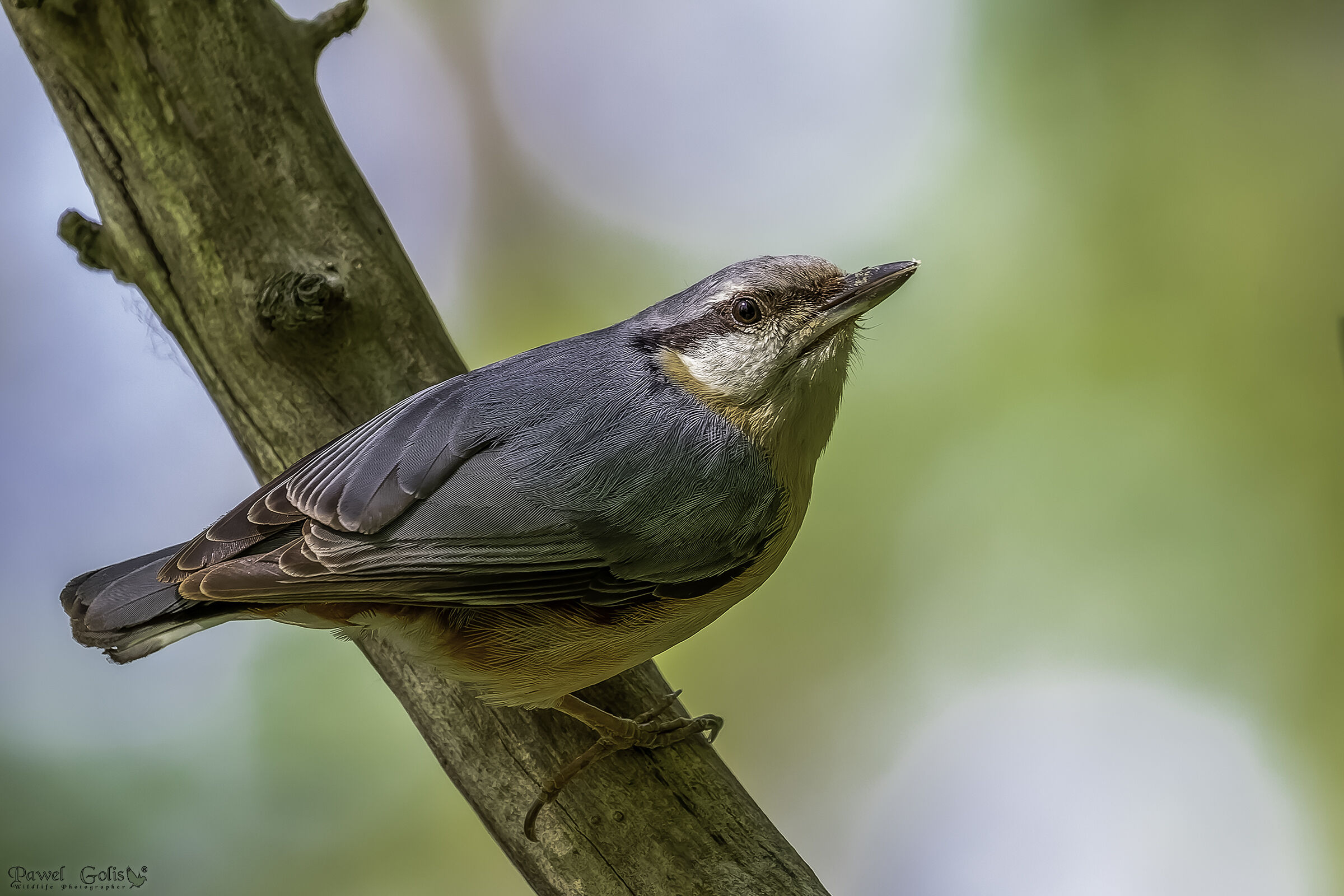 Nuthatch (Sitta europaea)