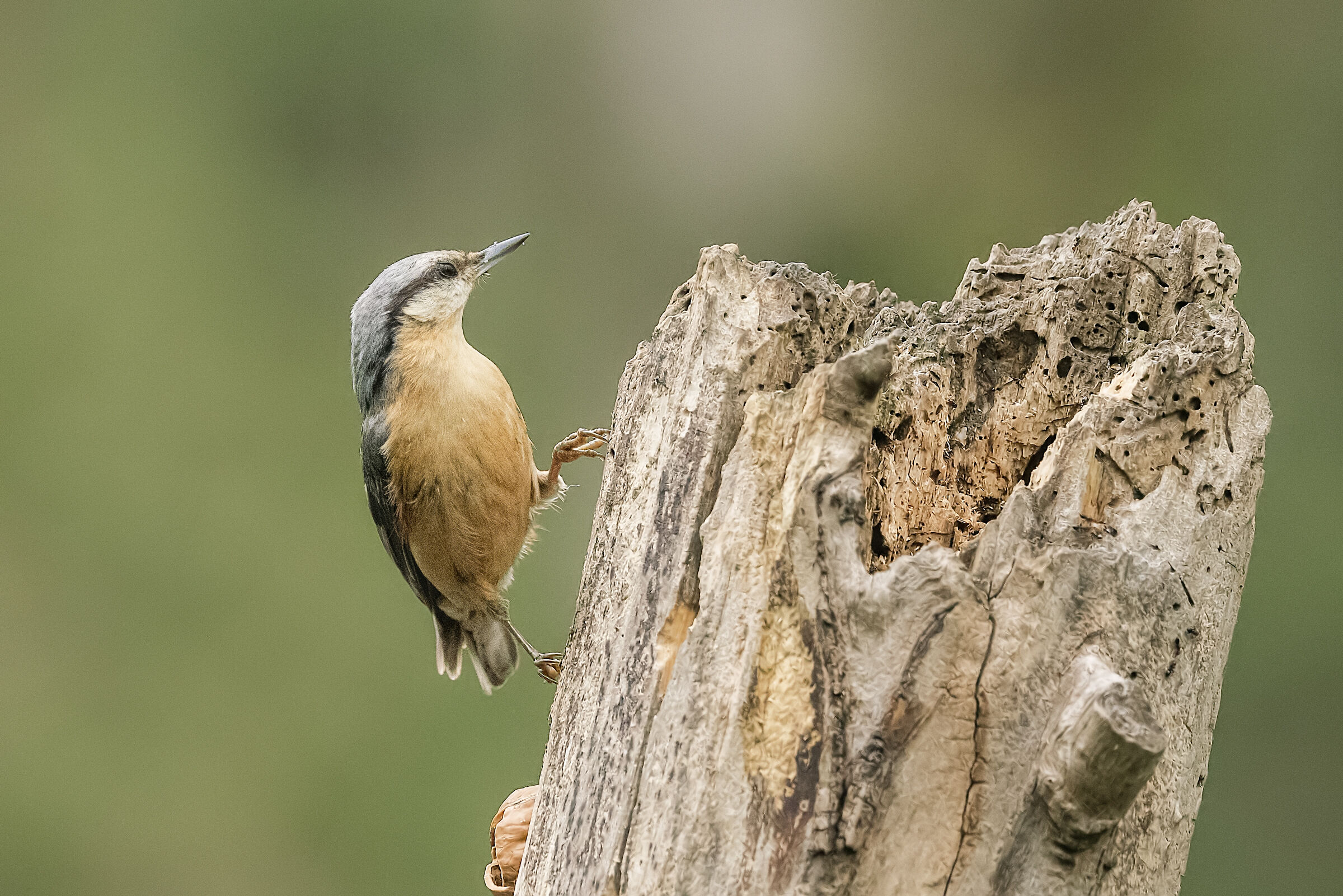 Picchio muratore (sitta europaea) n.2