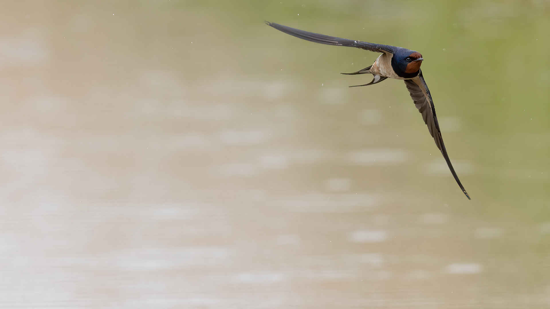 Swallows on the fly