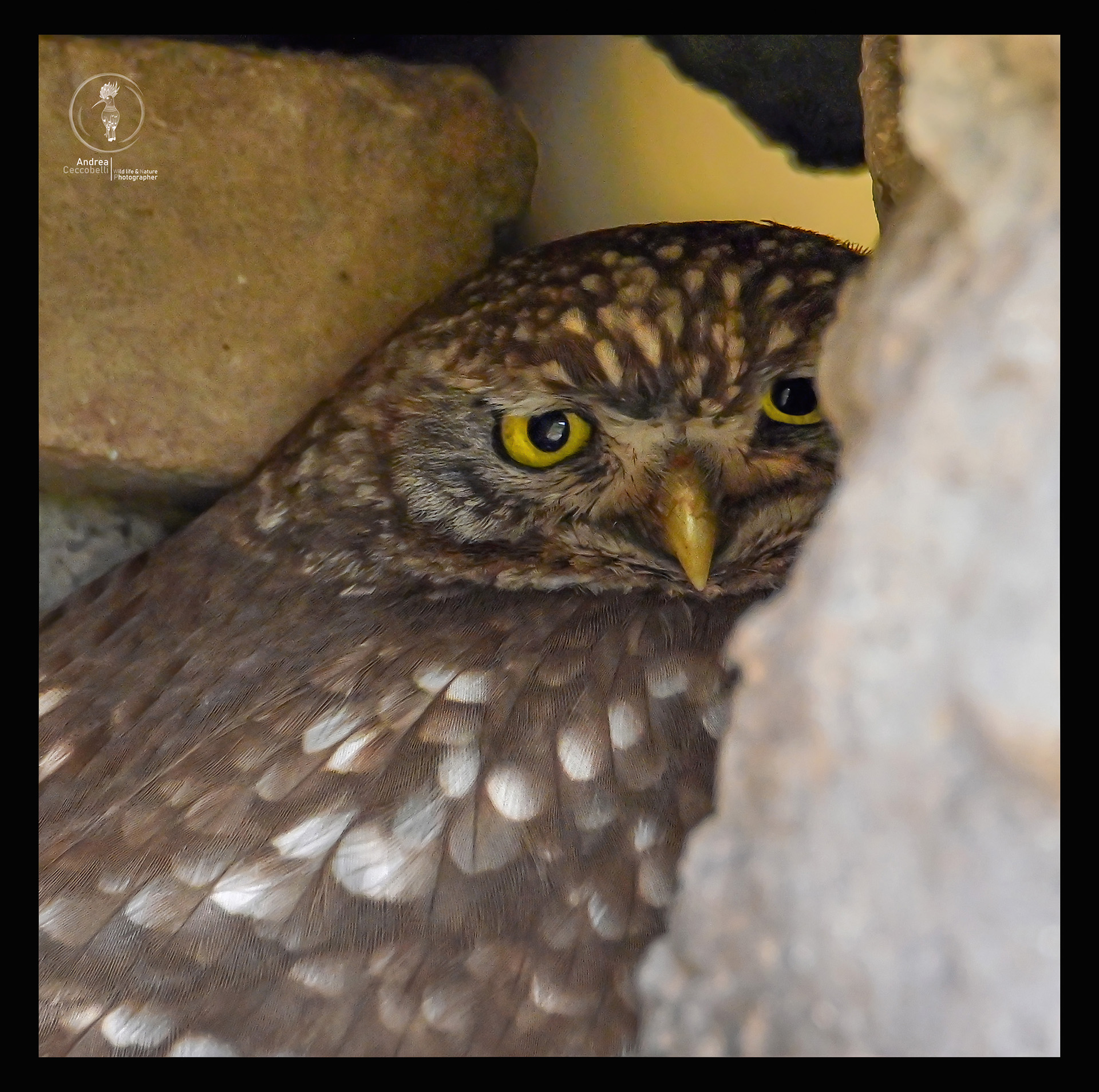 Civetta - Athene noctua