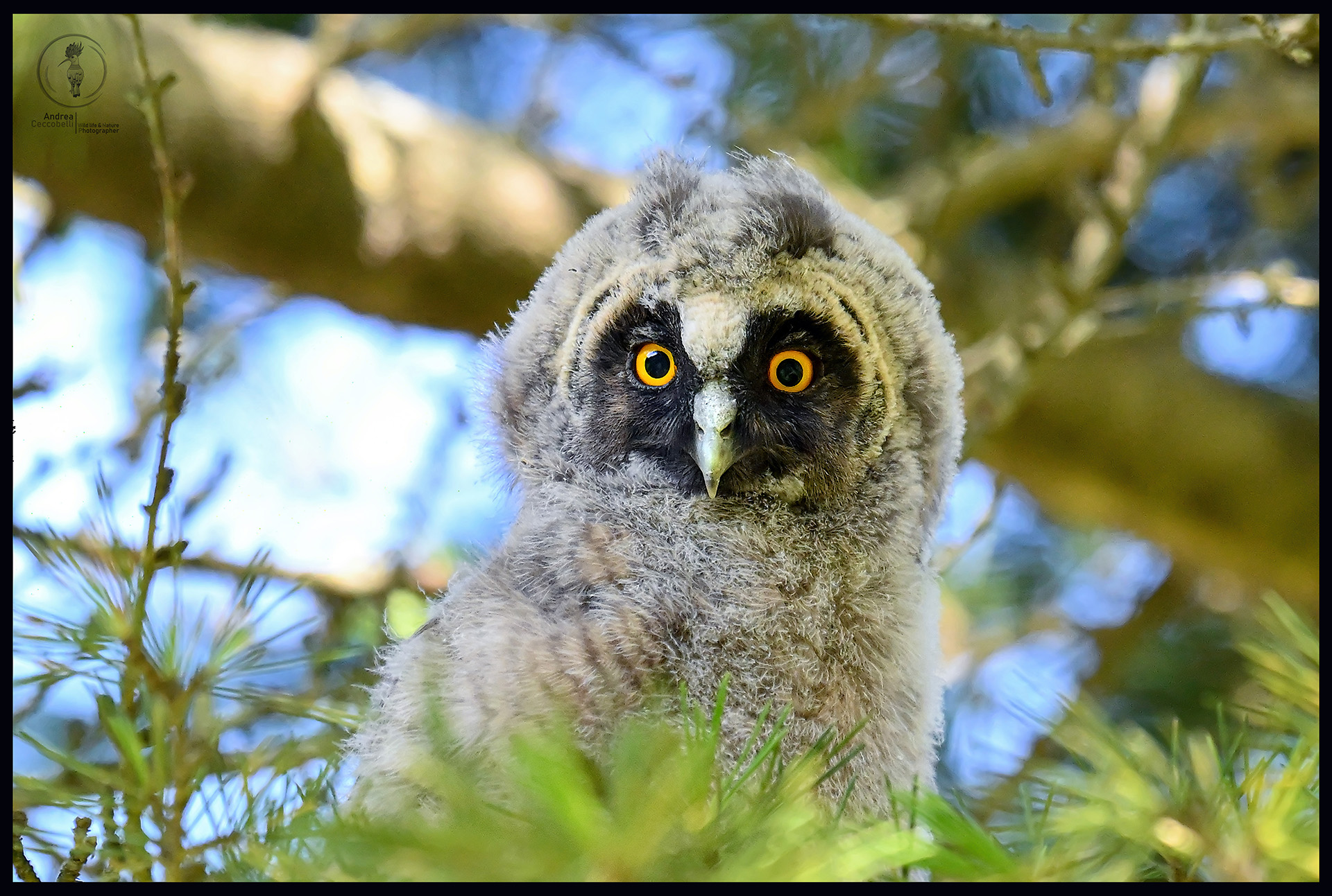 Common Owl Pullo - Asio otus