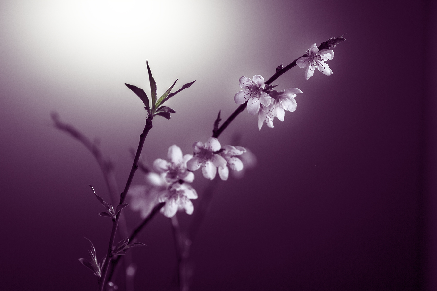 I'm going to take a picture because it's Sunday and I want t...