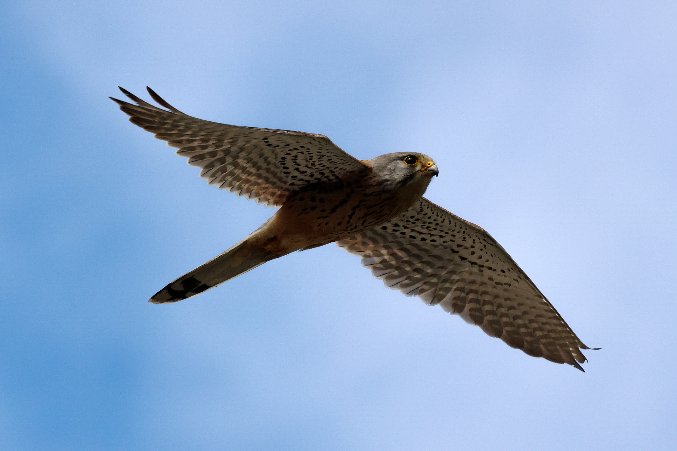 kestrel